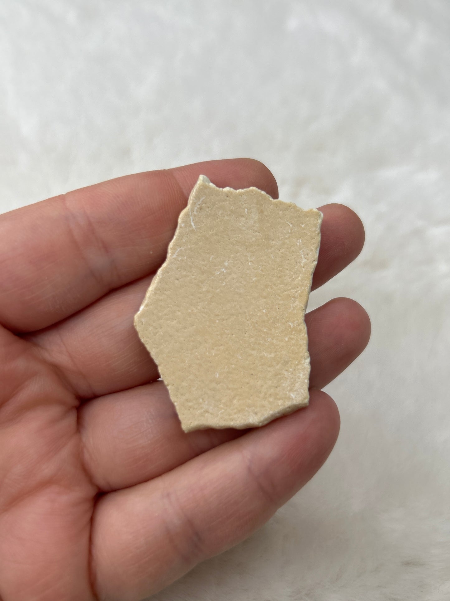 Fossilized Aepyornis Elephant Bird Eggshell
