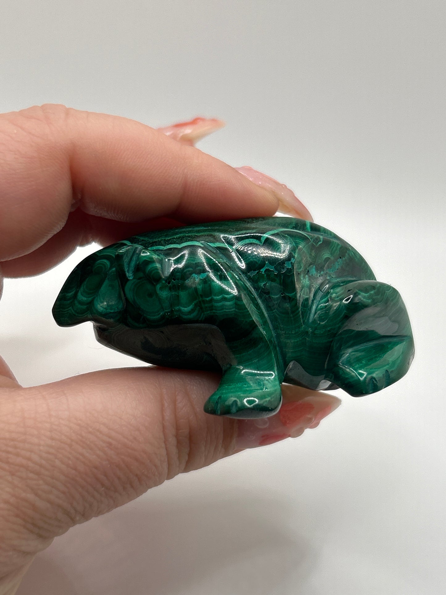Malachite Frog