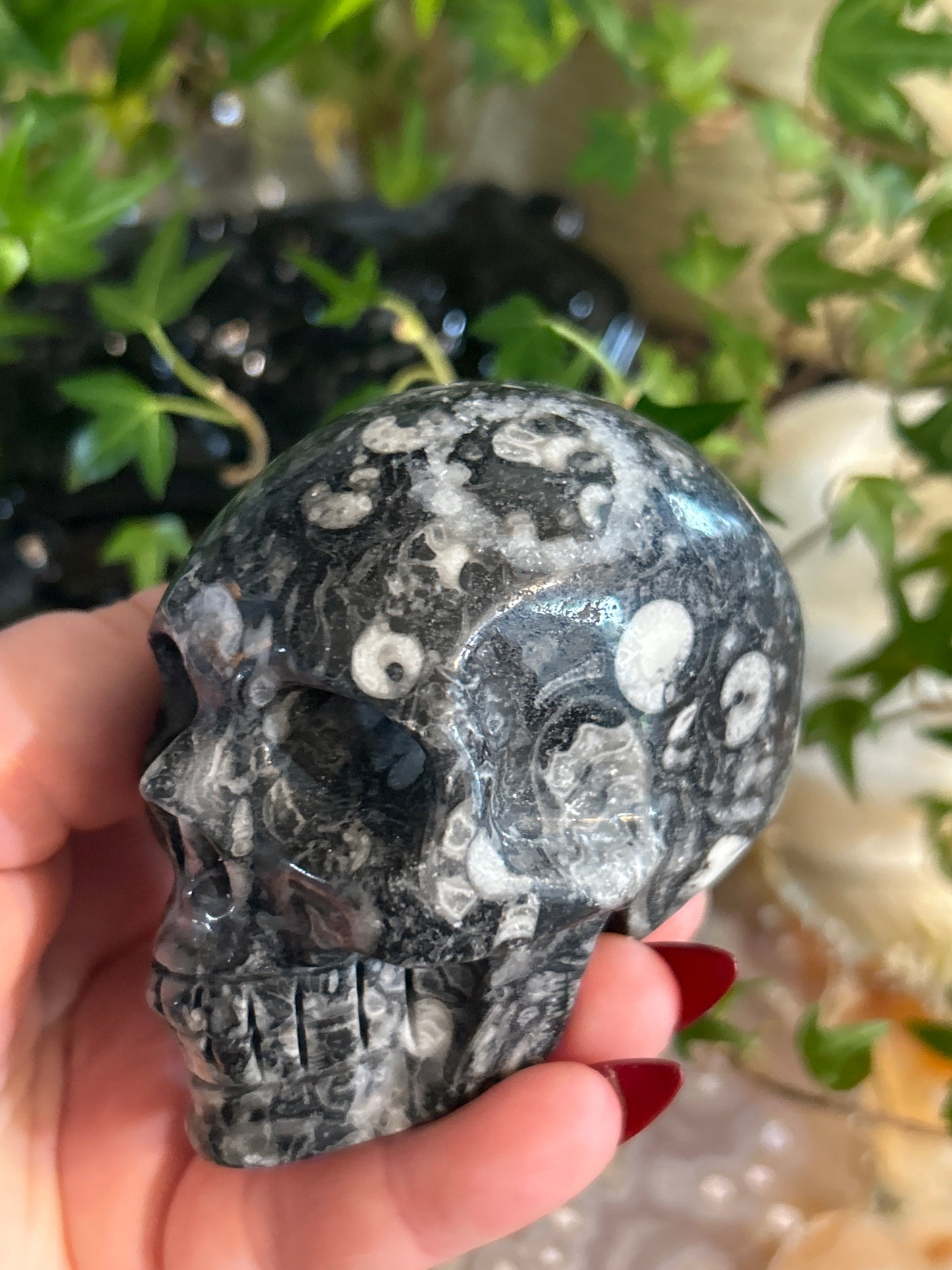 Orthoceras Fossil Skull