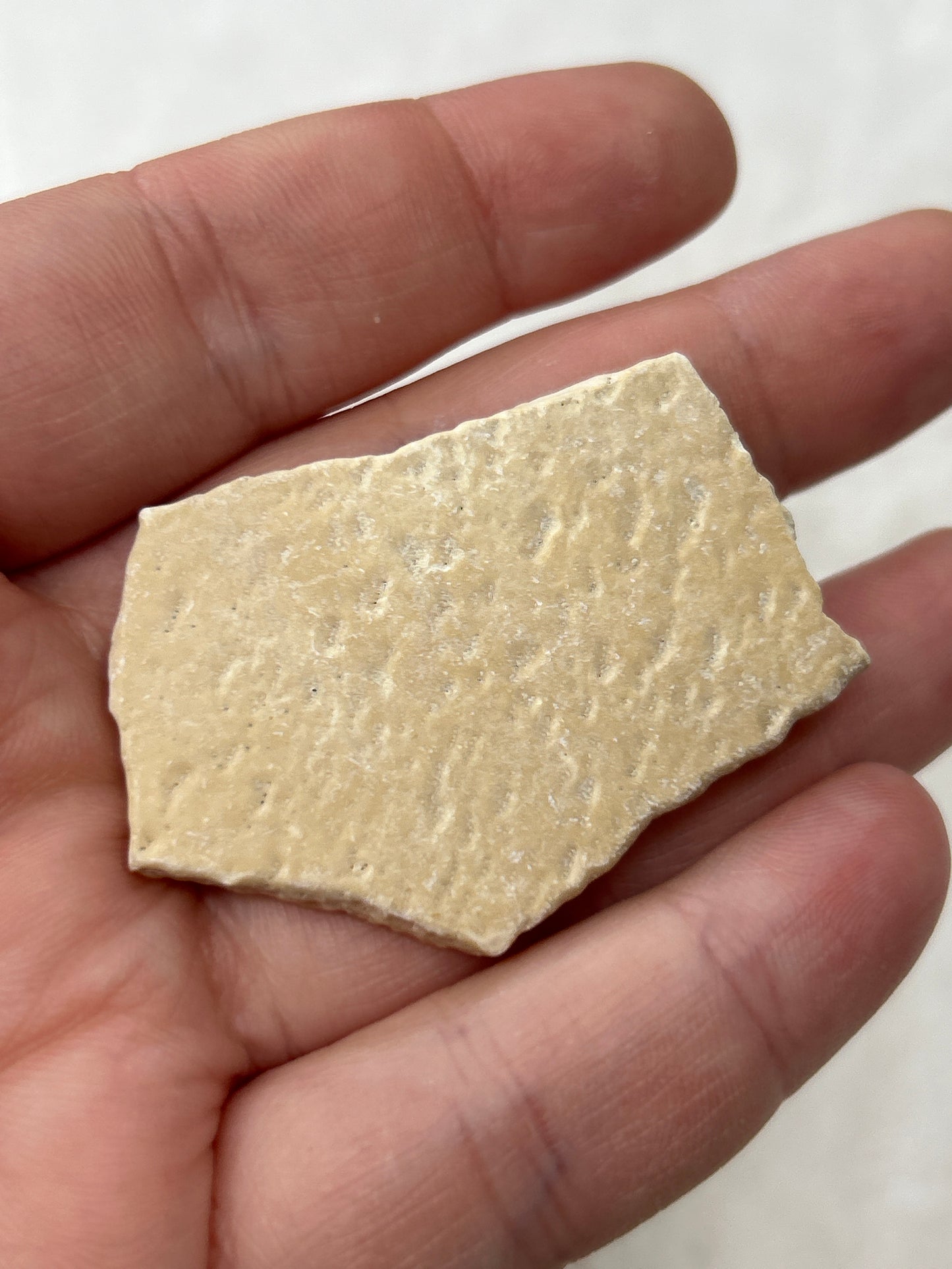 Fossilized Aepyornis Elephant Bird Eggshell