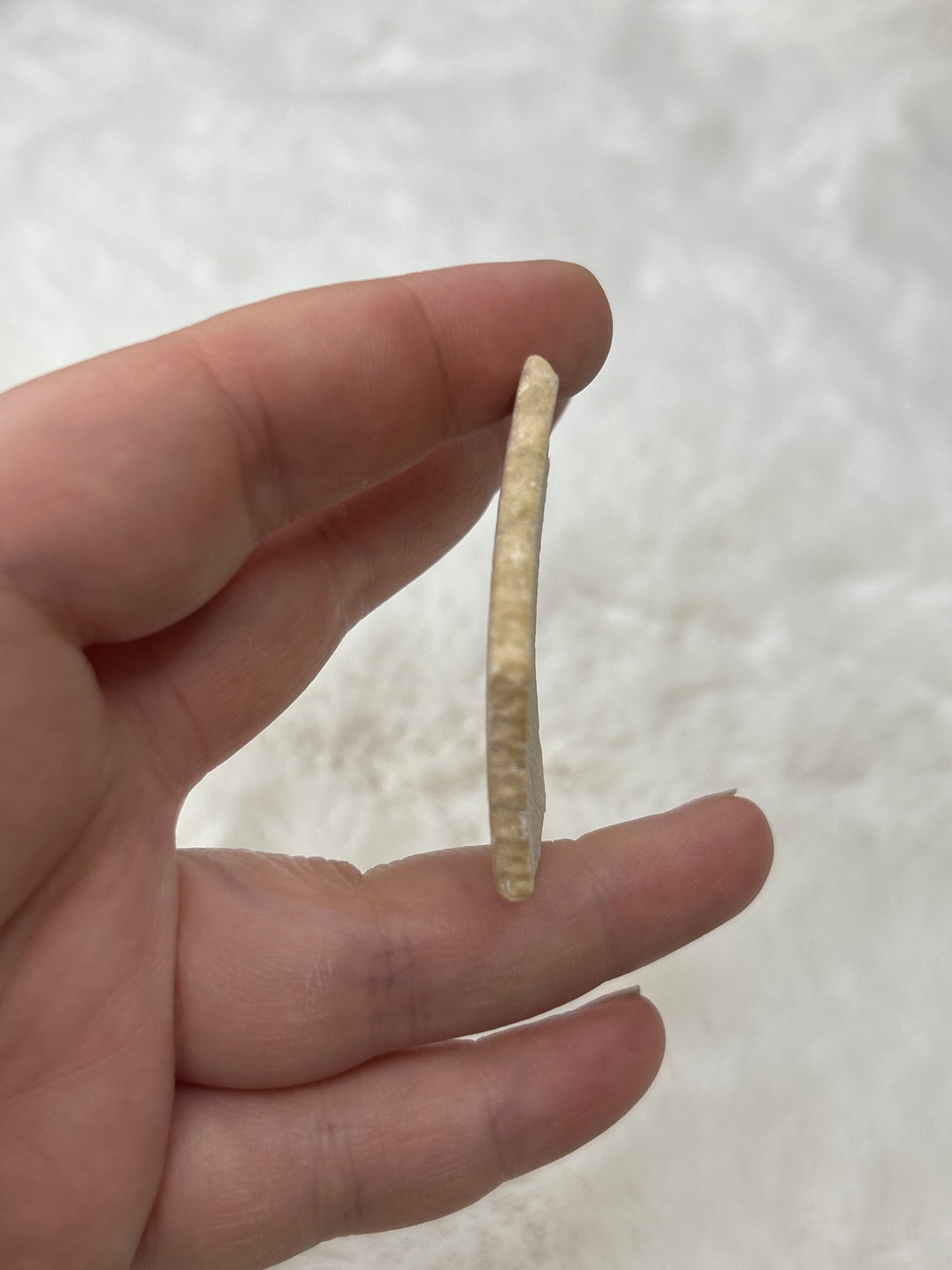 Fossilized Aepyornis Elephant Bird Eggshell