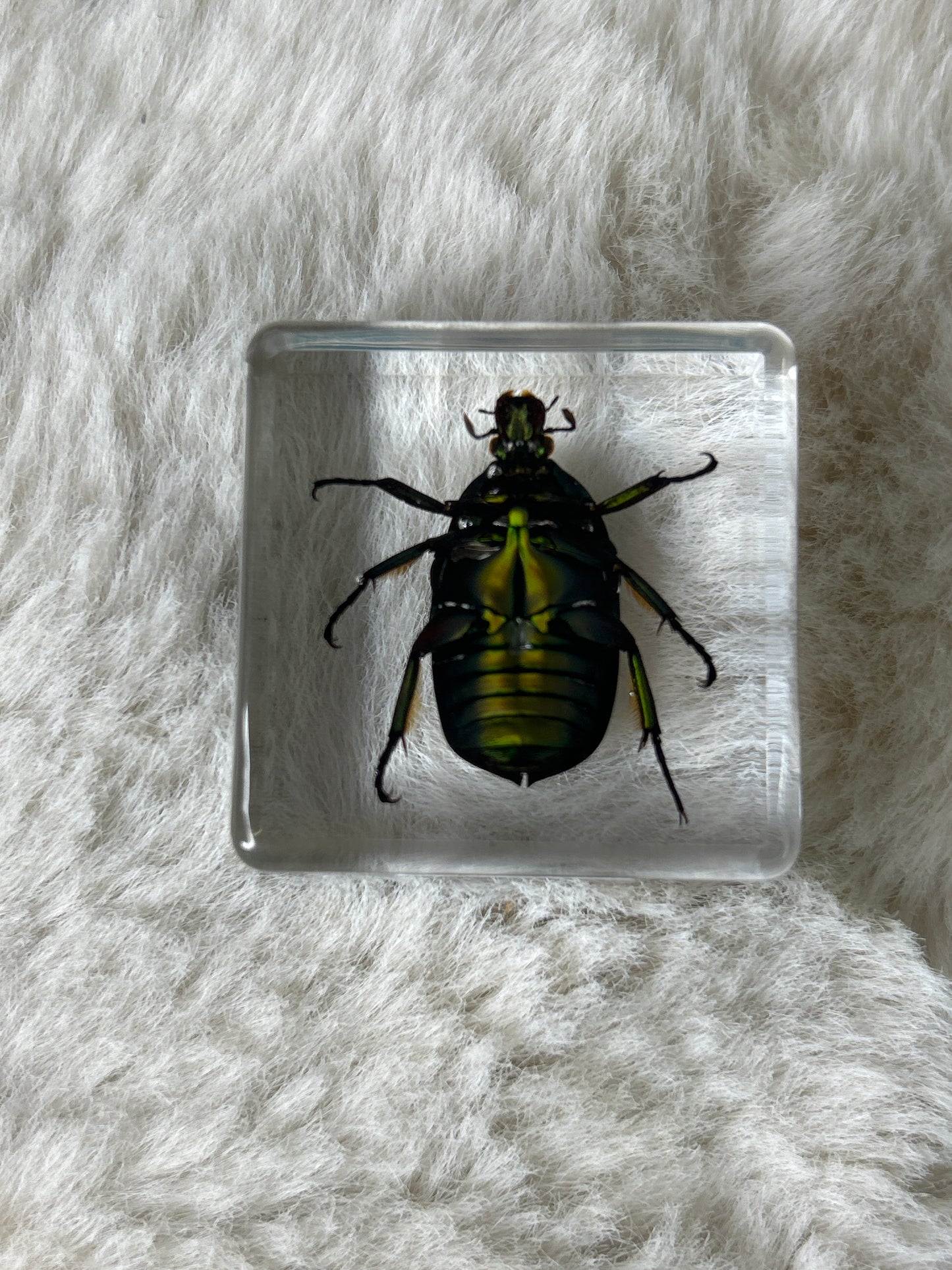 Chafer Beetle in Resin