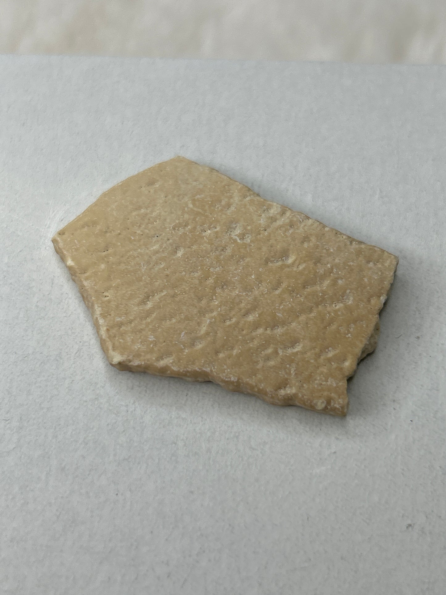 Fossilized Aepyornis Elephant Bird Eggshell