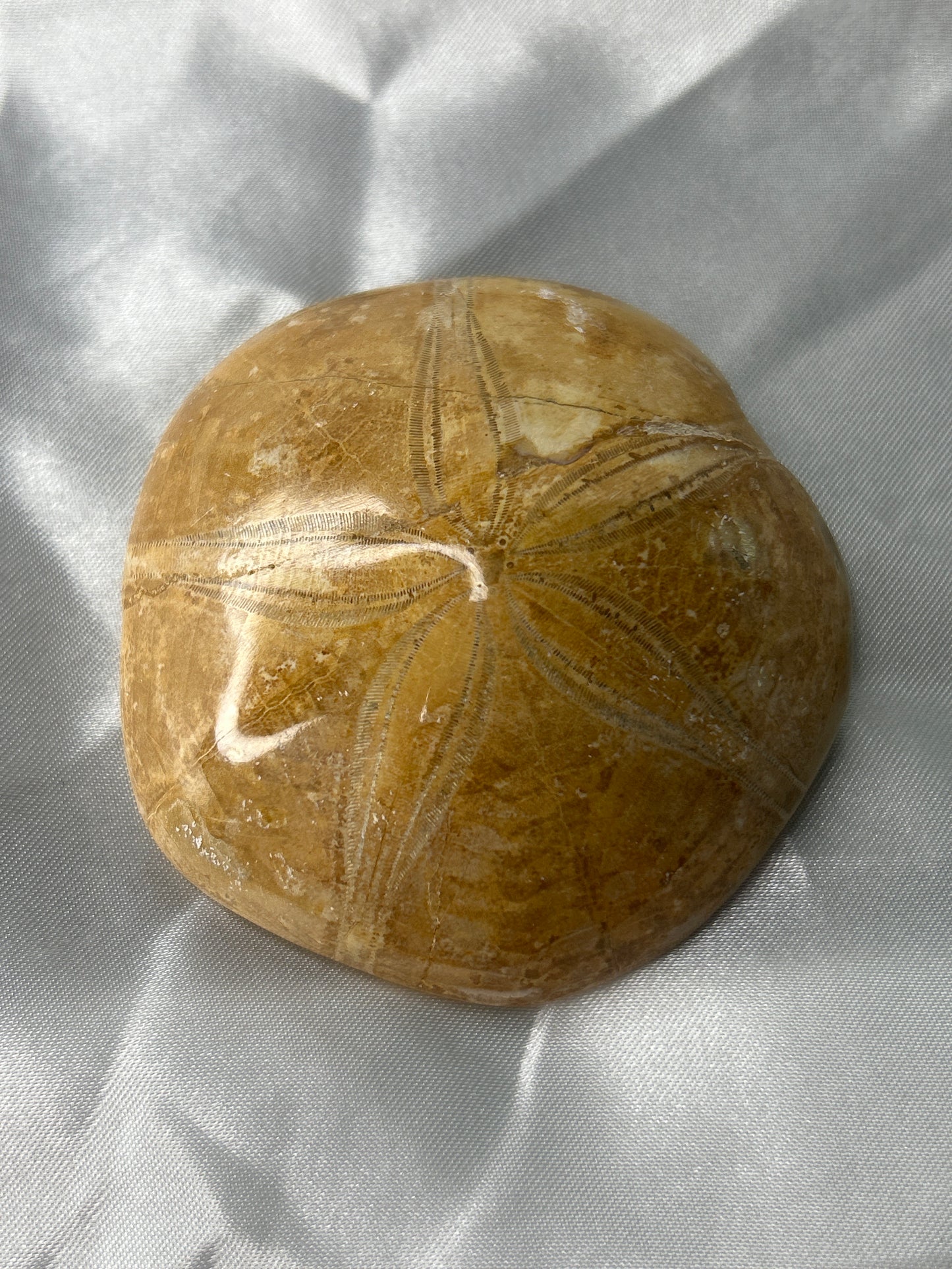 Fossilized Sand Dollar