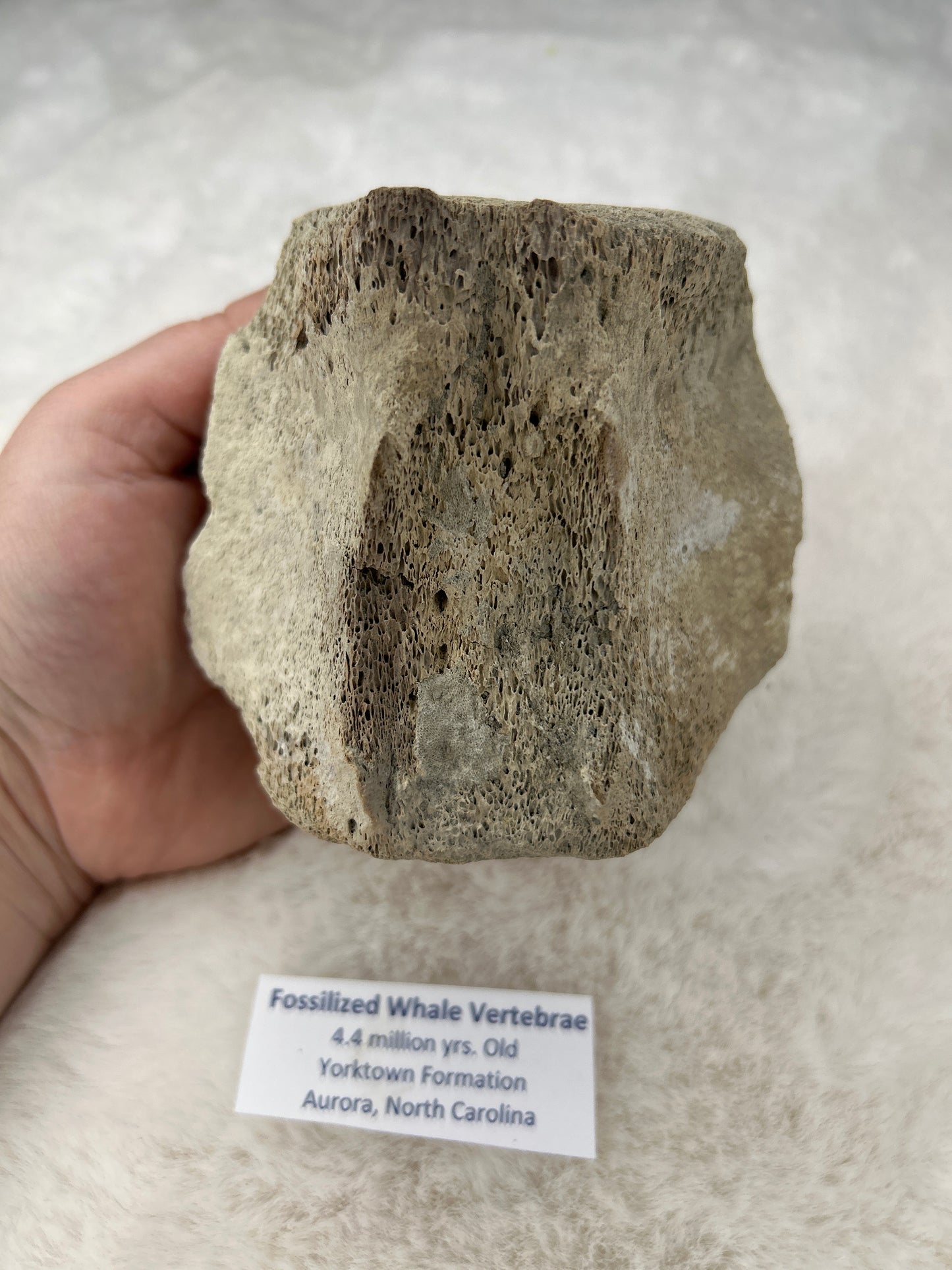 Fossilized Whale Vertebrae