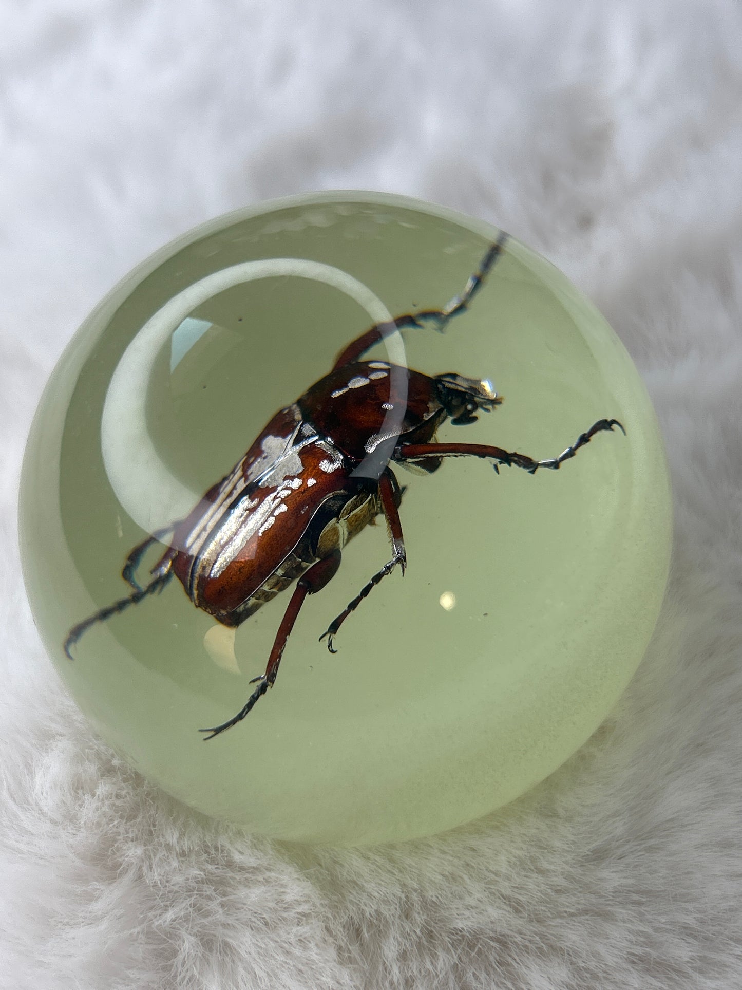 Beetle Specimen Sphere