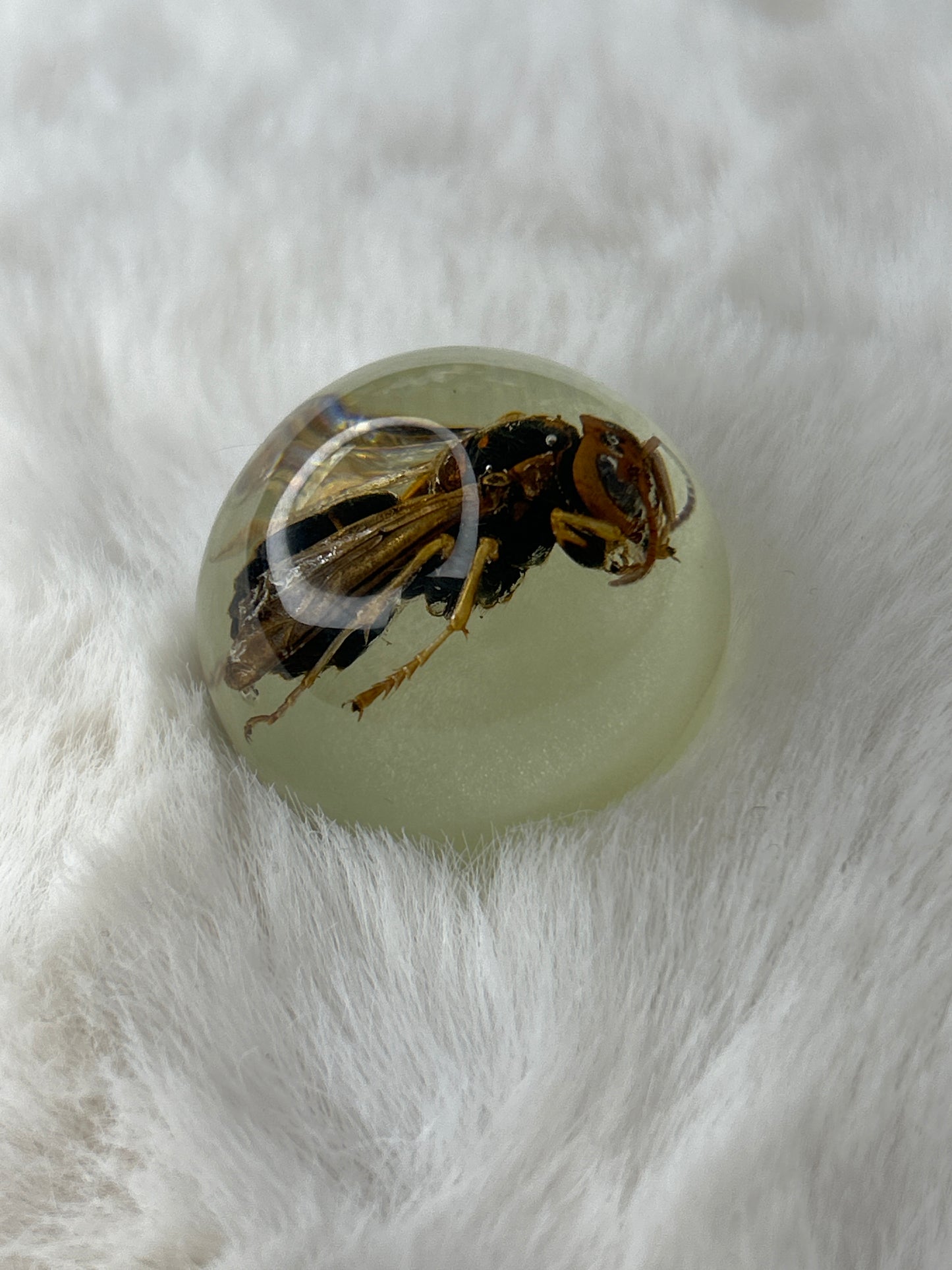 Wasp Specimen