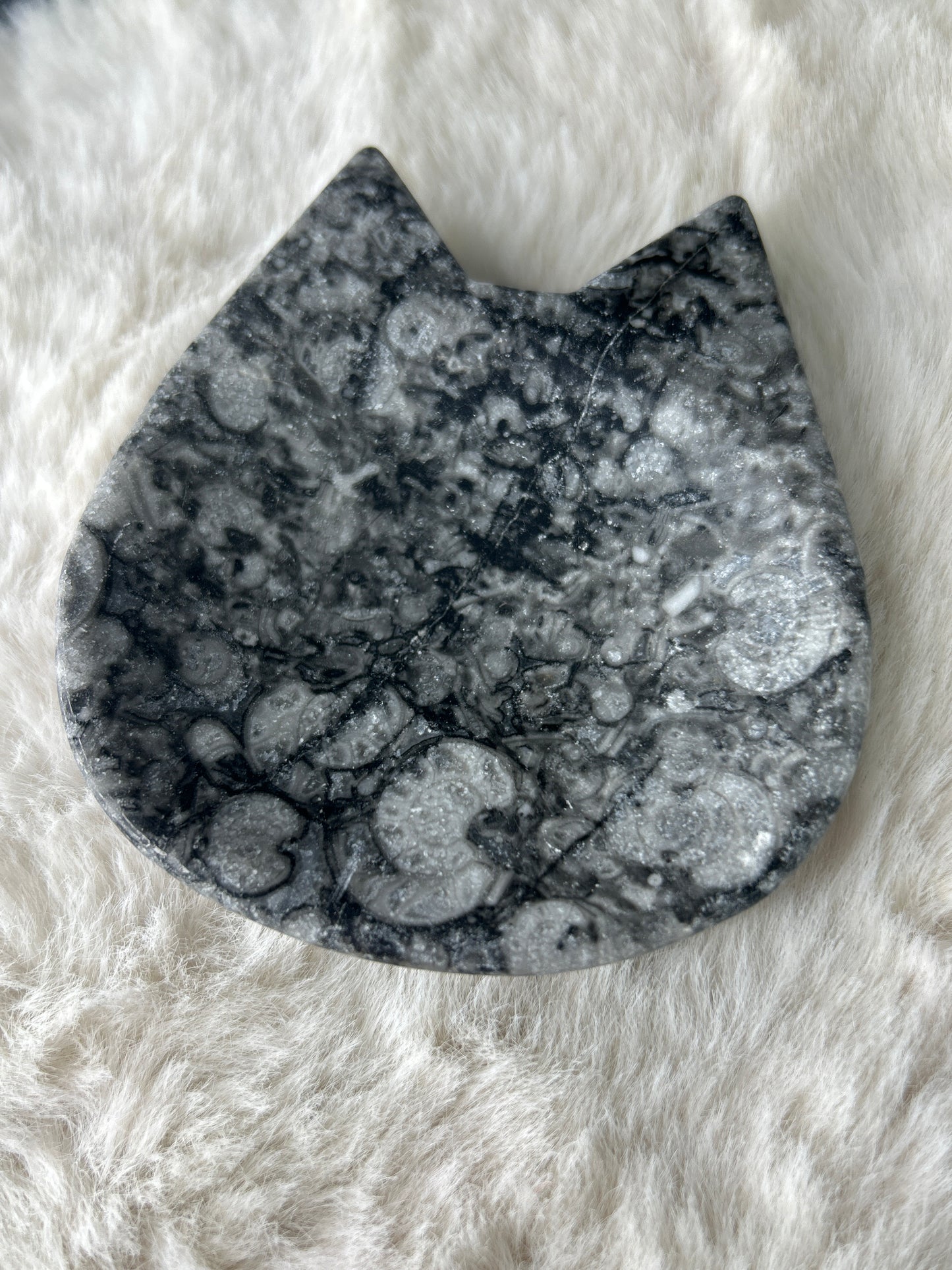Fossil Cat Dish