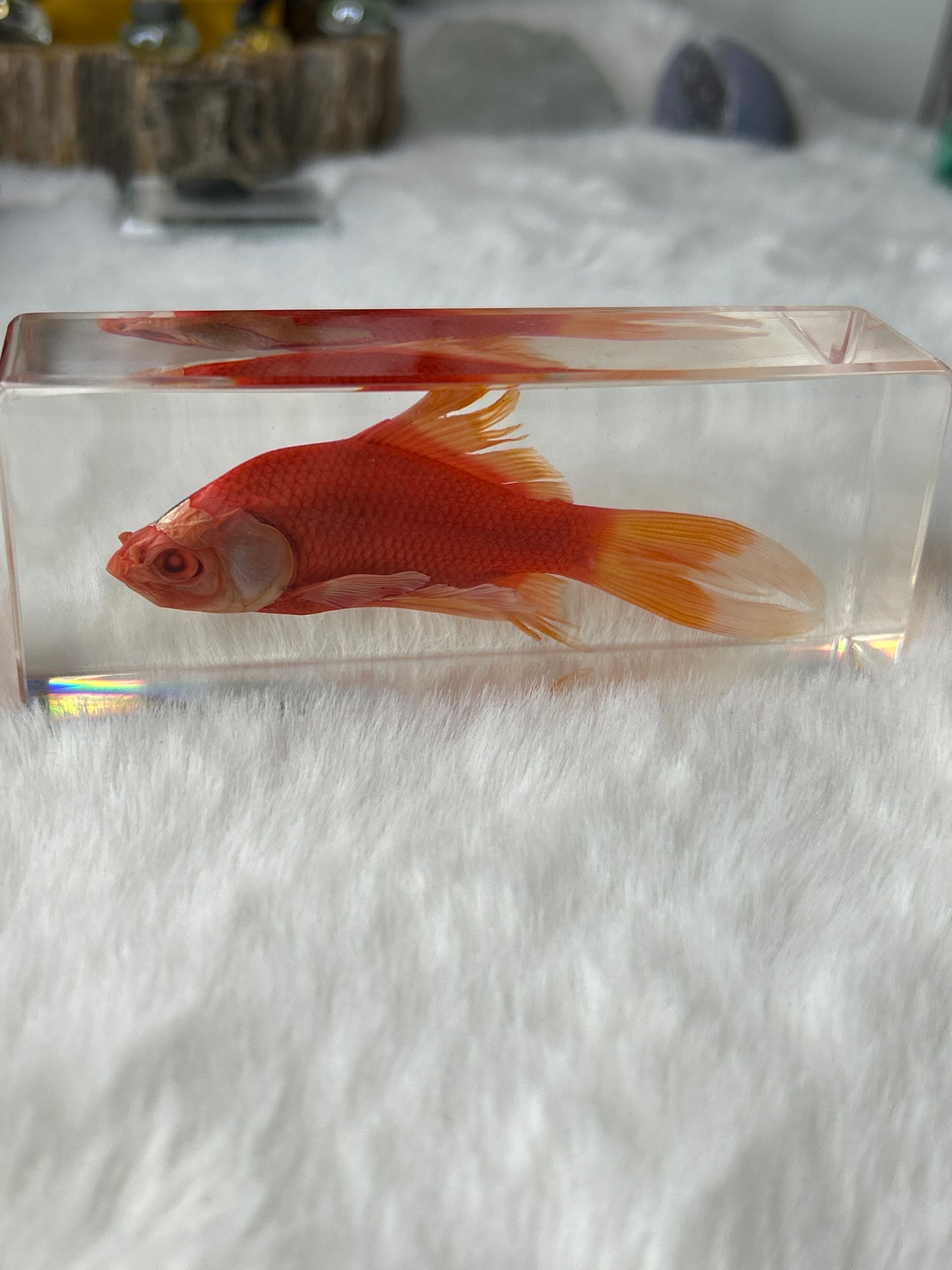 Goldfish Specimen