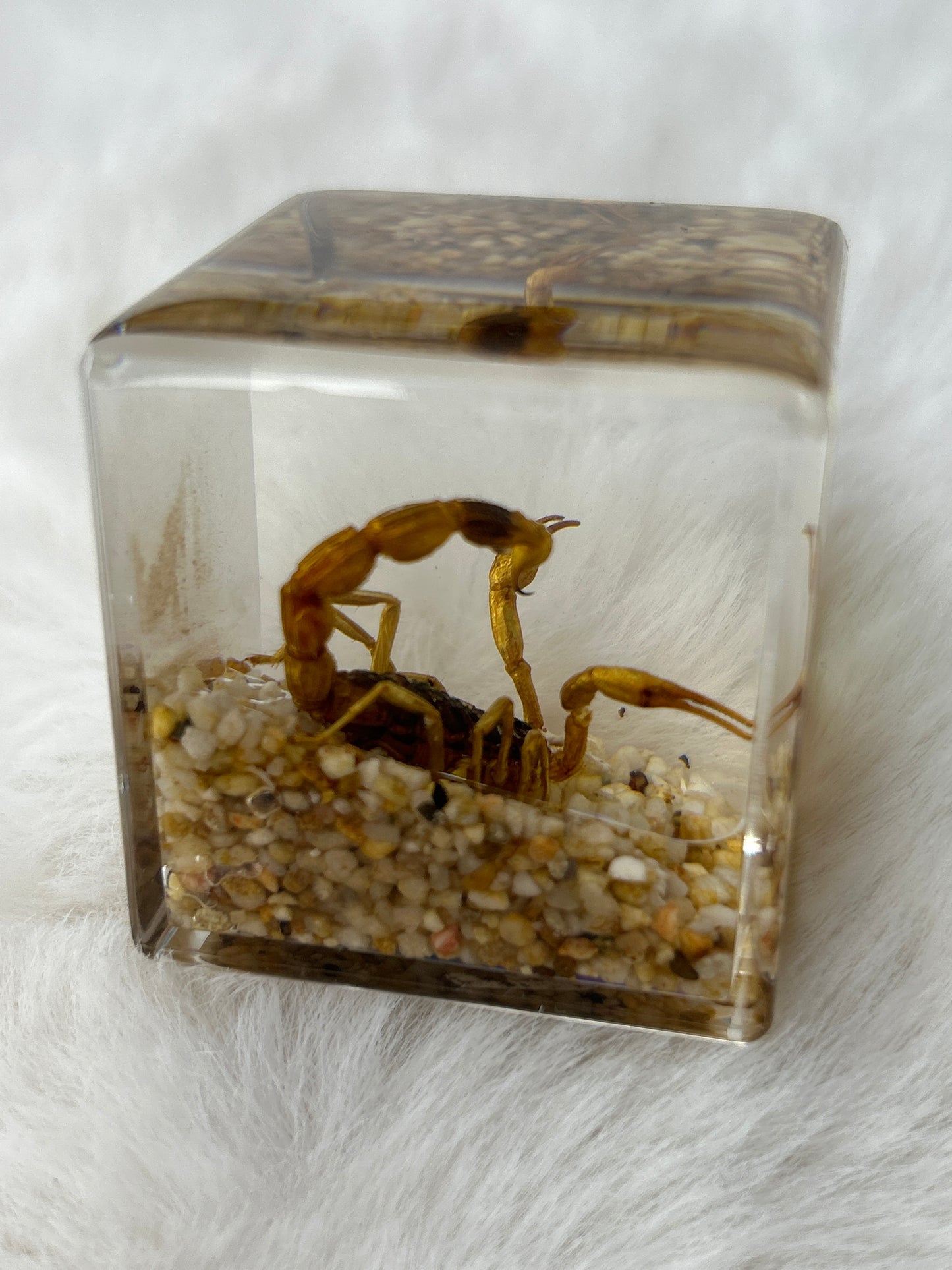 Scorpion Specimen