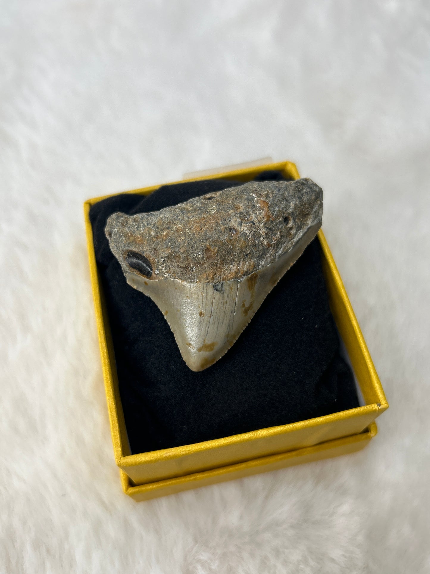 Megladon Tooth