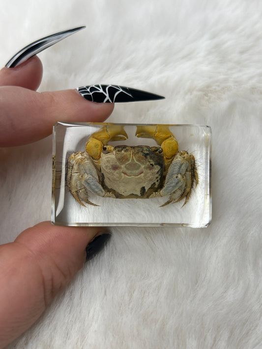 Crab Specimen