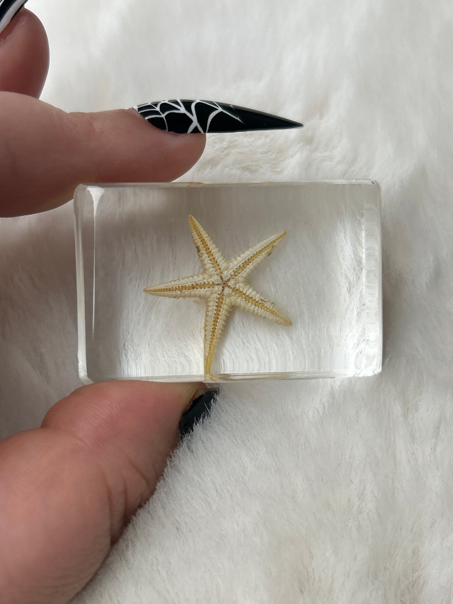 Starfish Specimen