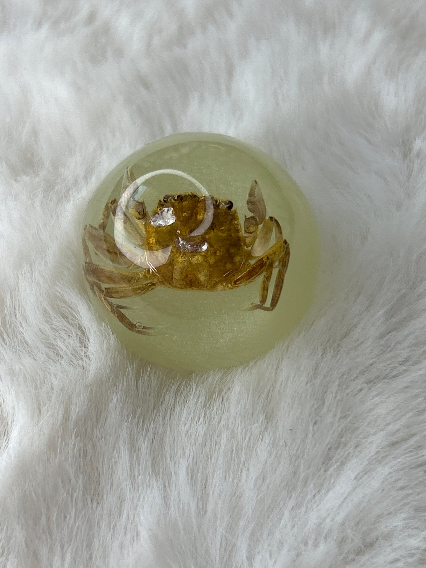 Miniature Crab Specimen