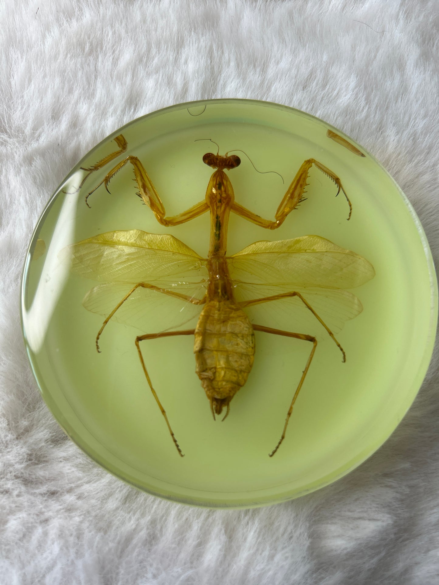 Praying Mantis Specimen