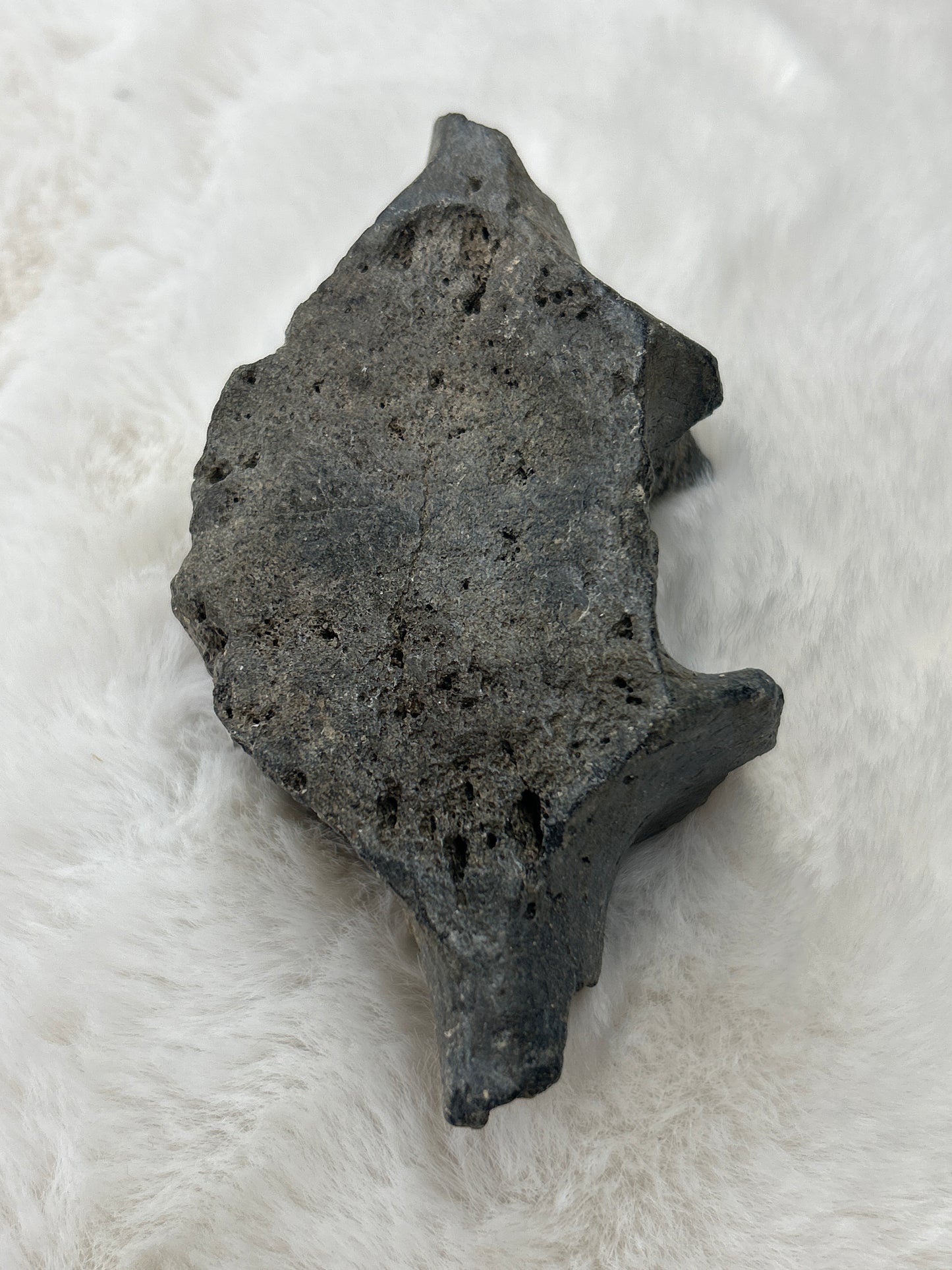 Fossilized Whale Vertebrae