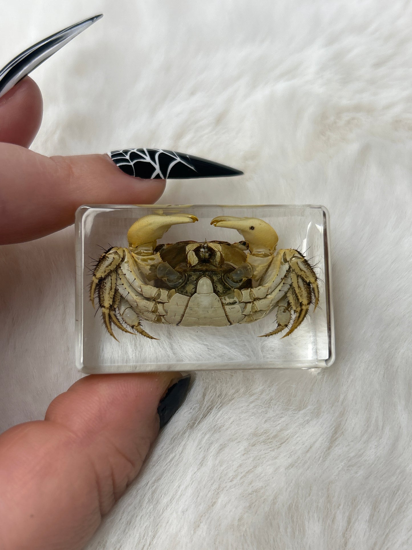 Crab Specimen