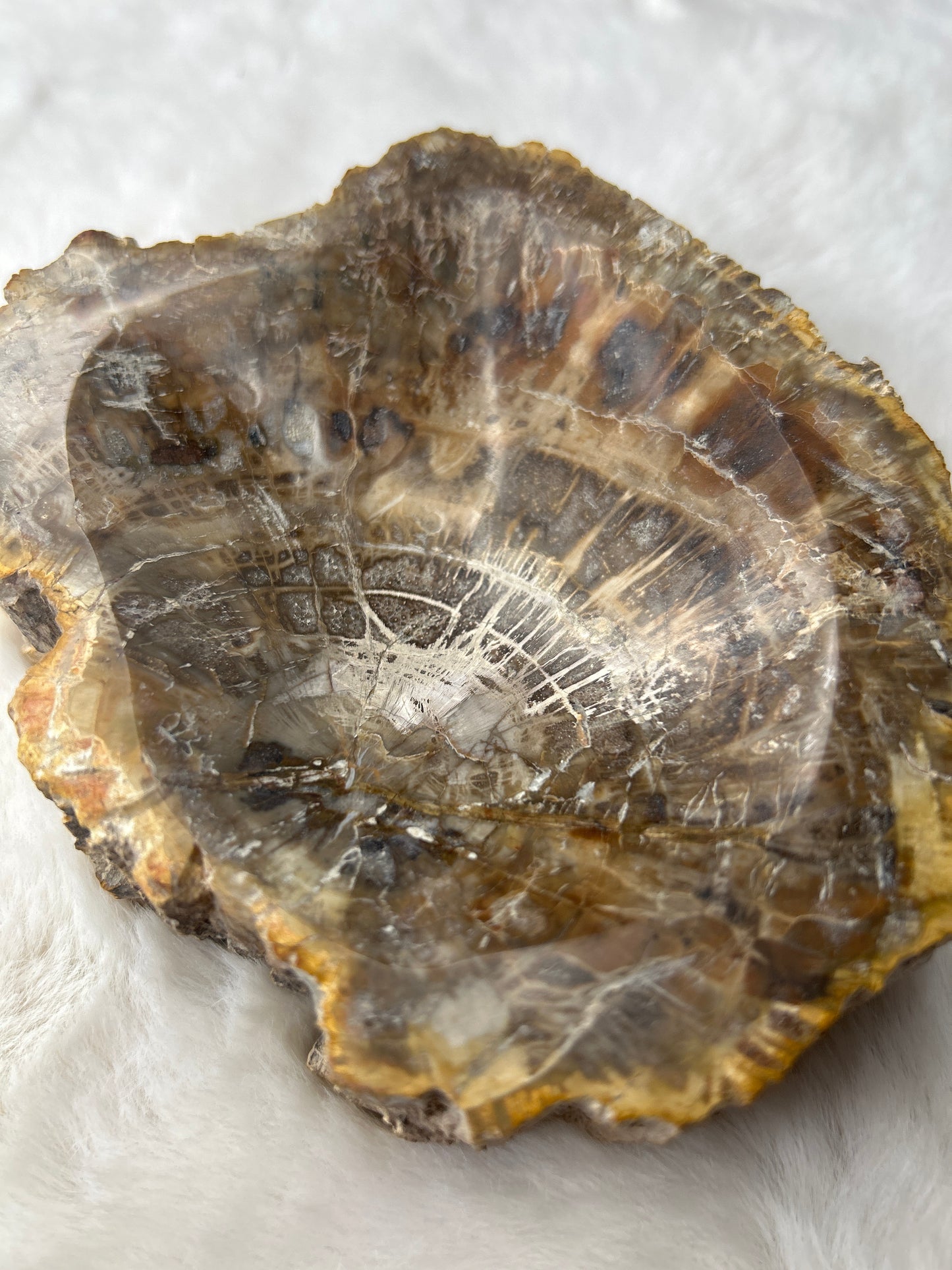 Petrified Wood Bowl