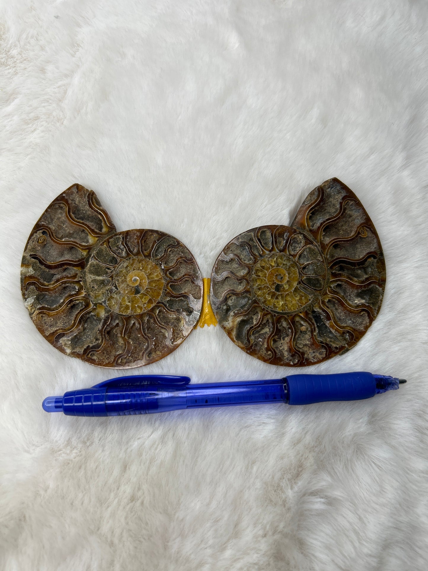 Ammonite Pair