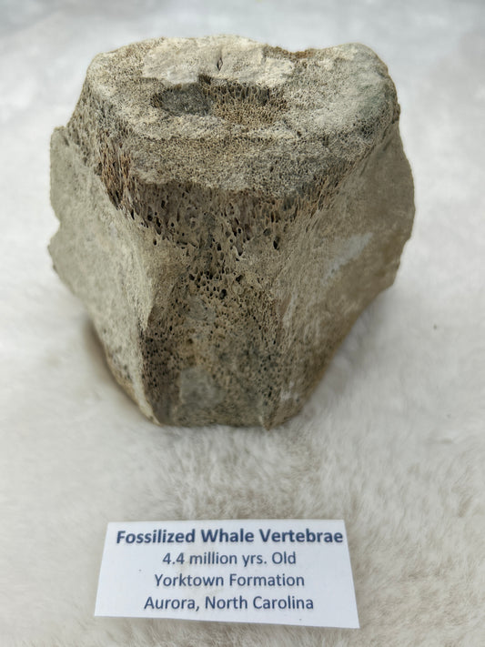 Fossilized Whale Vertebrae