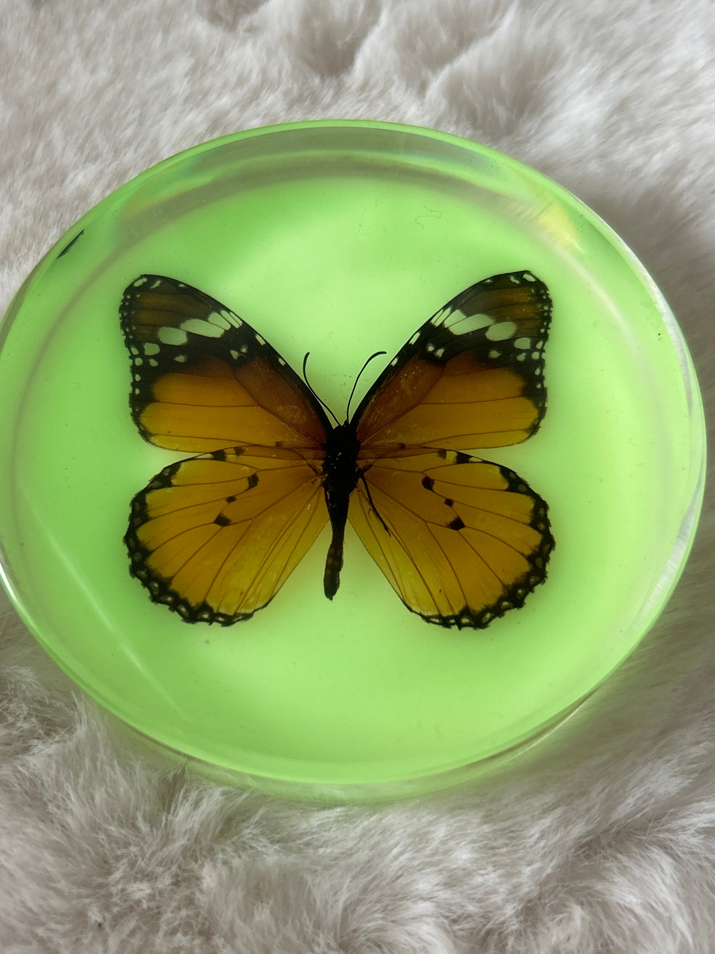 Monarch Butterfly Specimen- Glow in the Dark