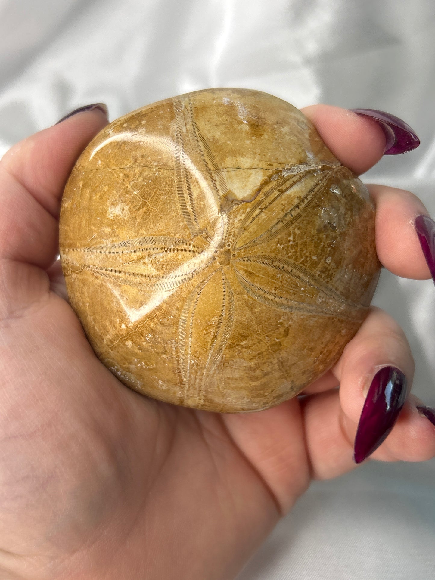 Fossilized Sand Dollar