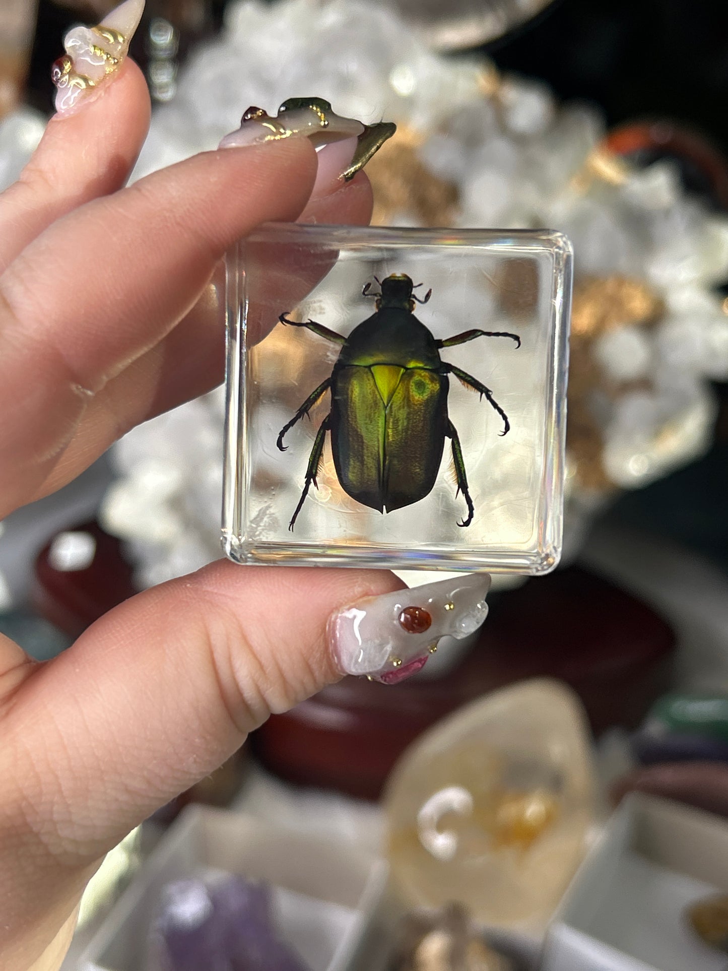 Chafer Beetle in Resin