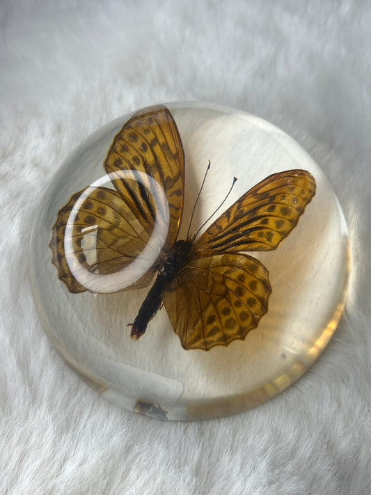 Butterfly Specimen