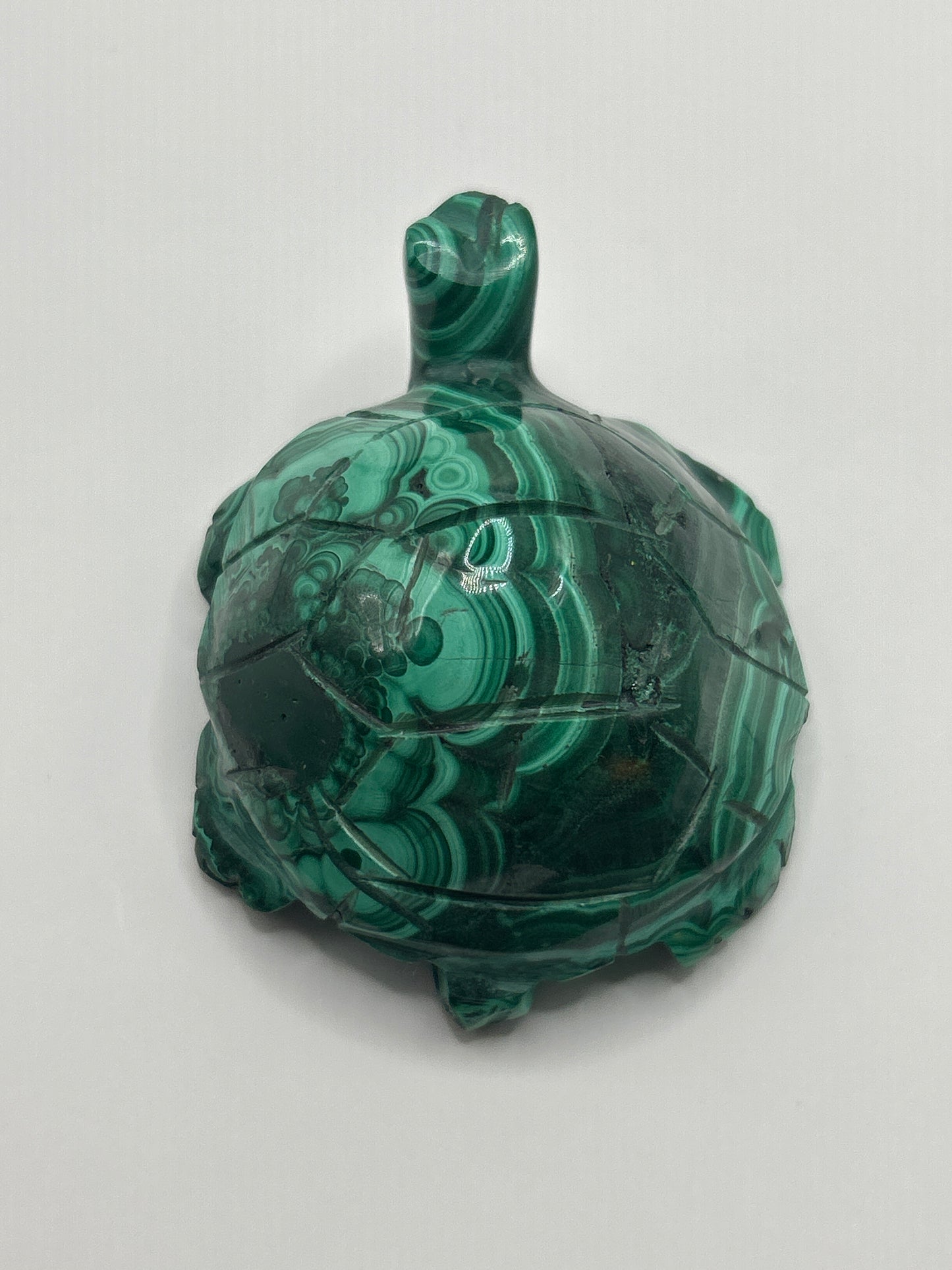Malachite Turtle