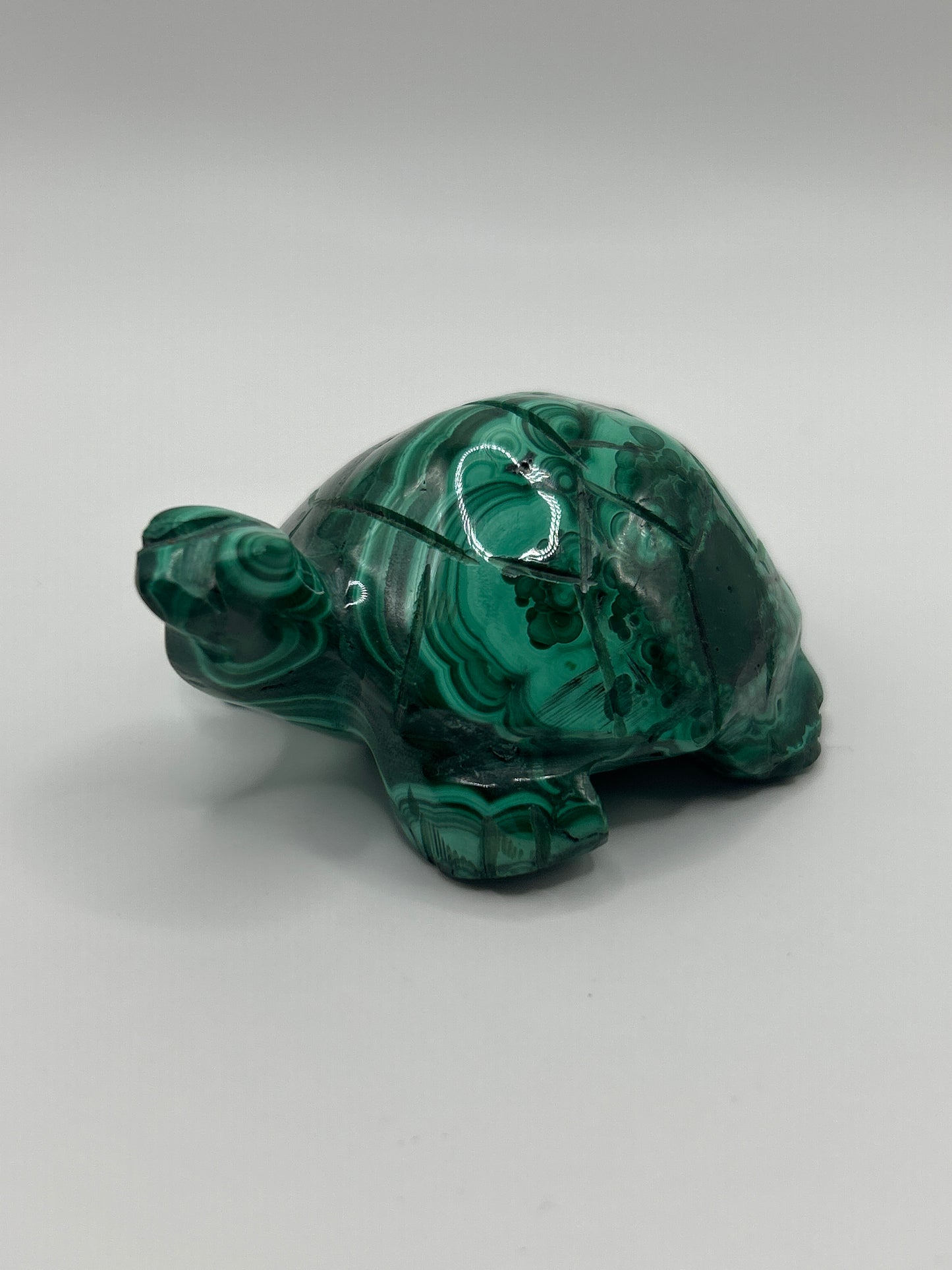 Malachite Turtle