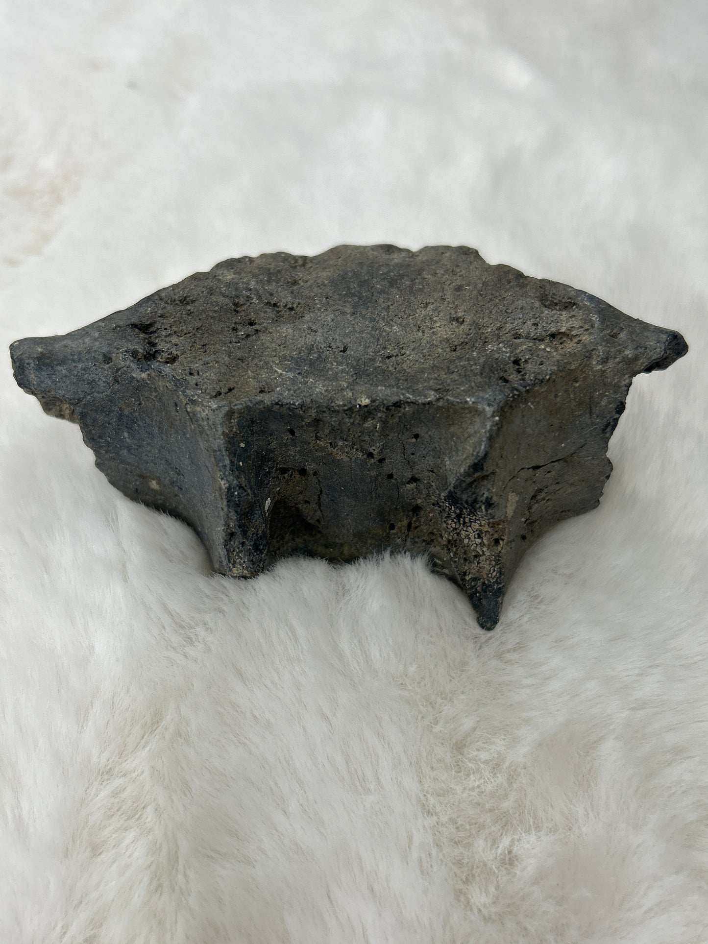 Fossilized Whale Vertebrae