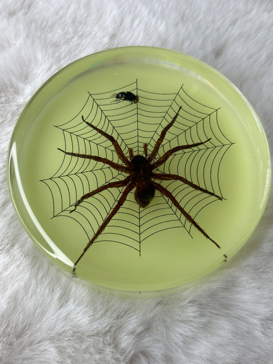 Spider & Fly Specimen -Glow in the Dark