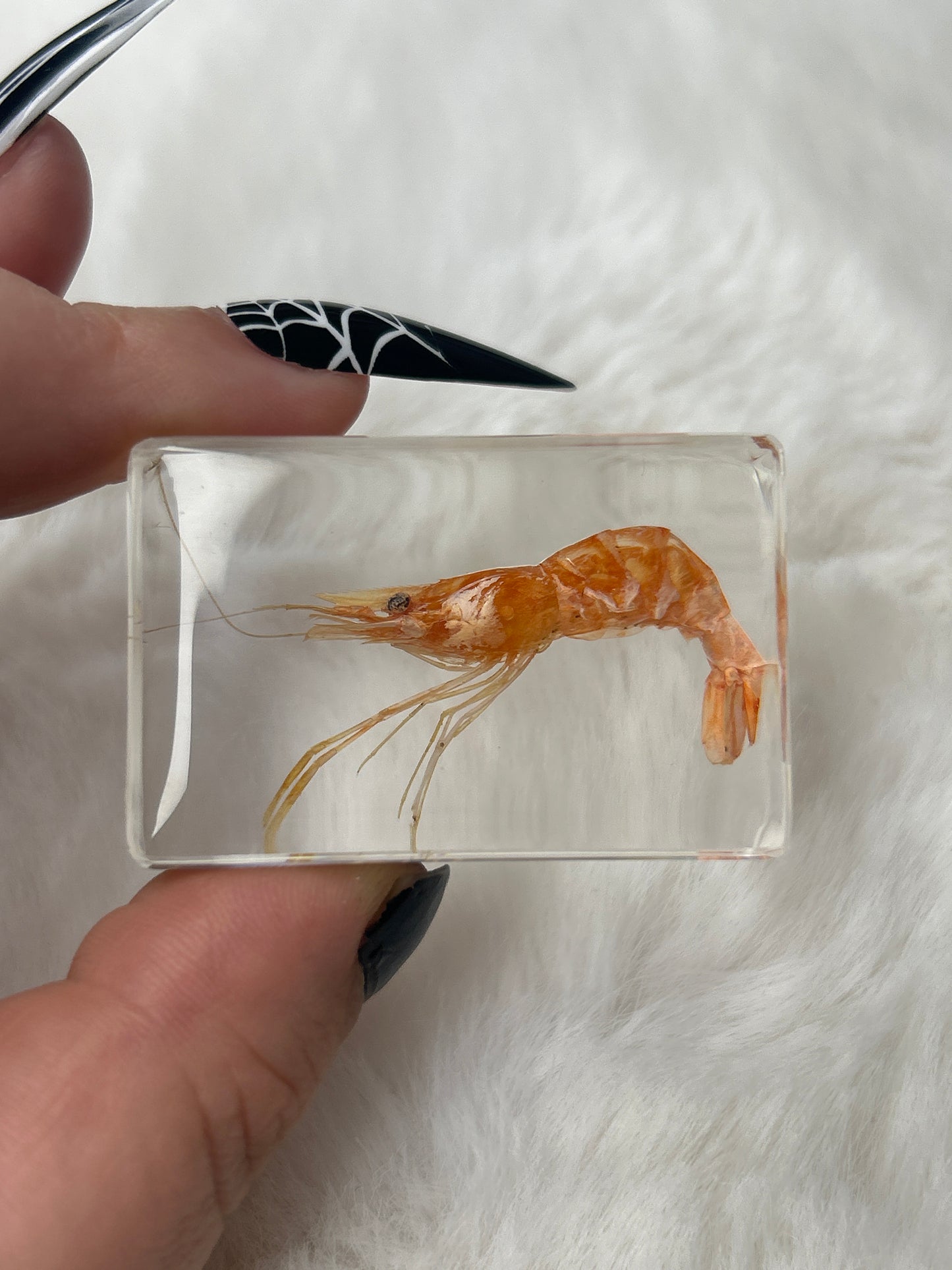 Shrimp Specimen- “Sherman”