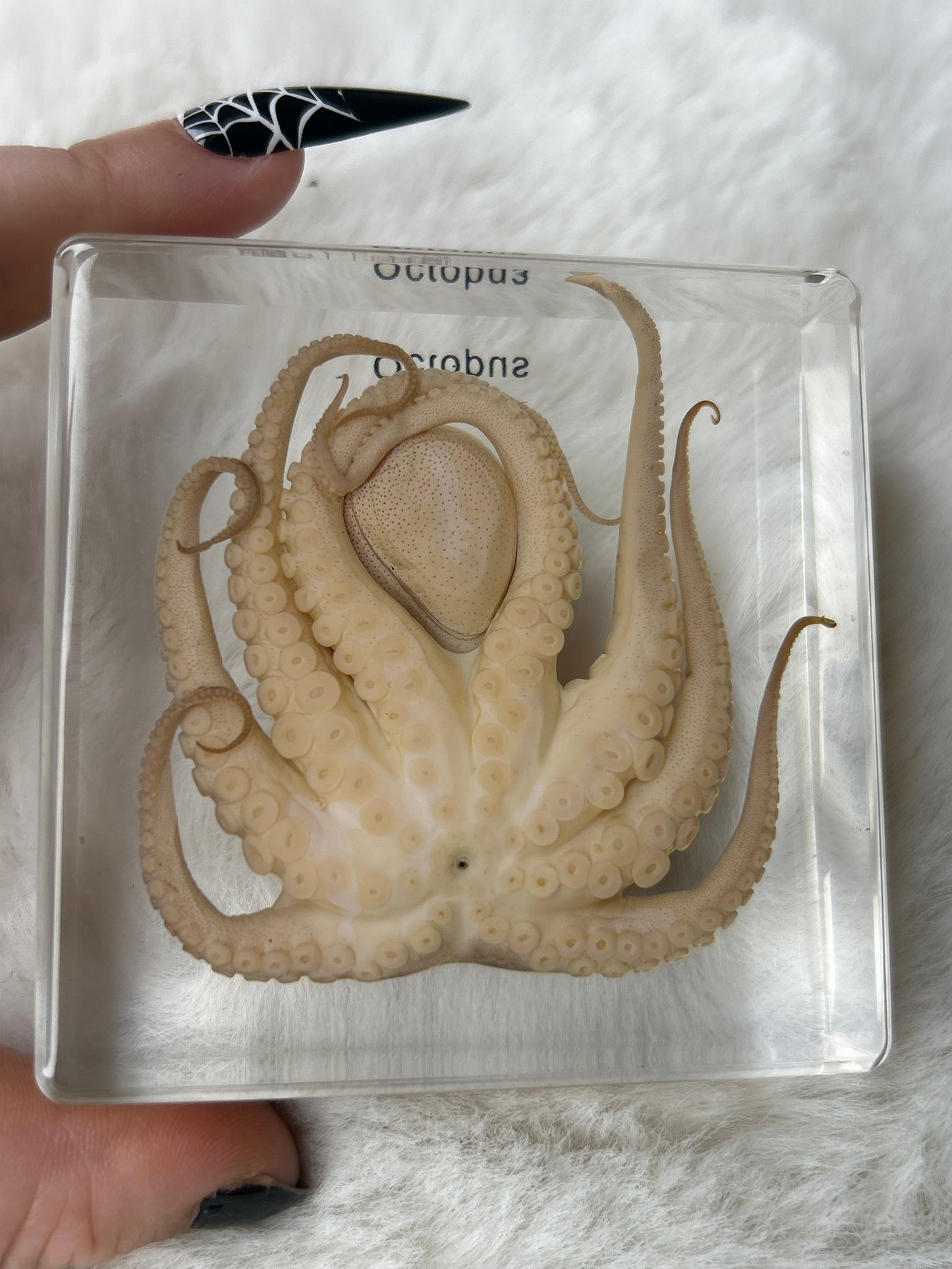 Octopus Specimen