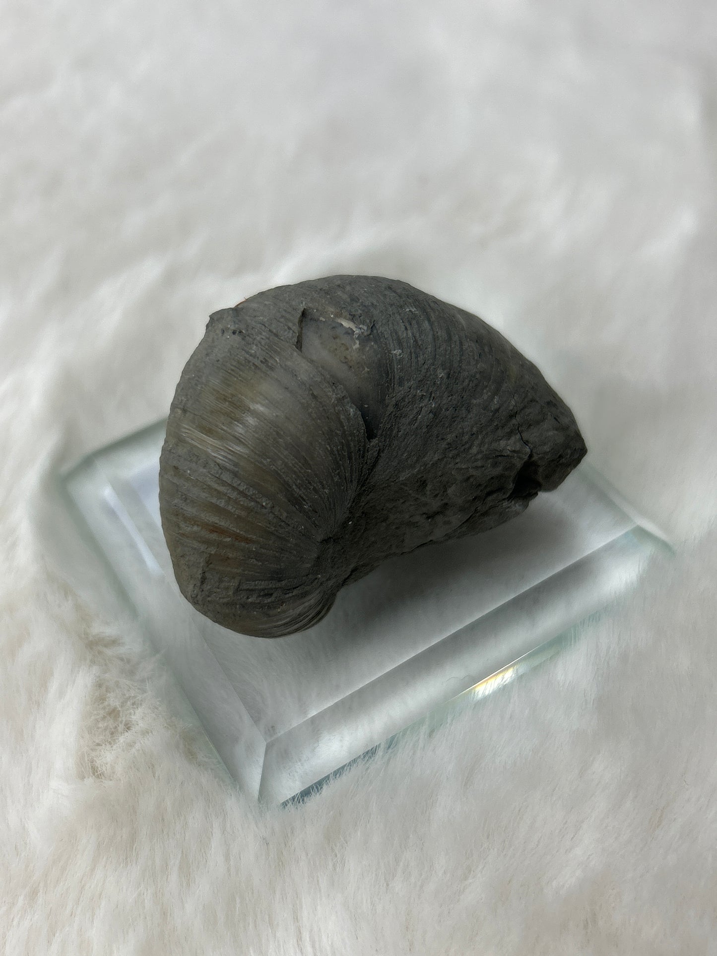 Fossilized Gryphea Bivalve