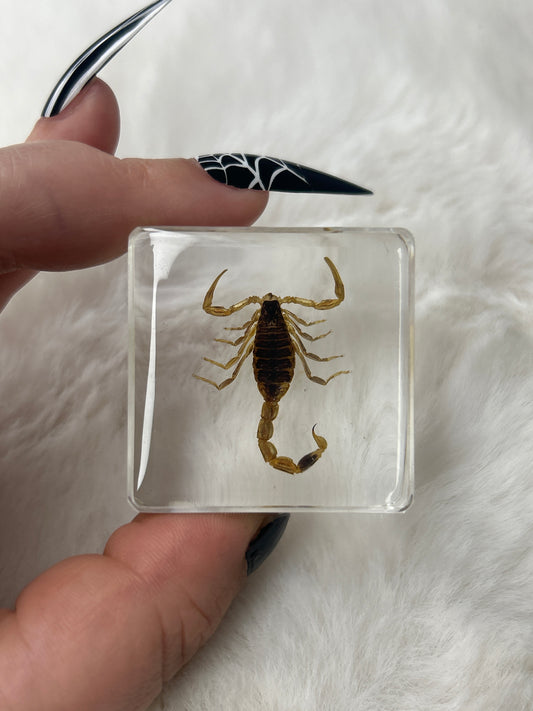 Scorpion Specimen- “Sid”