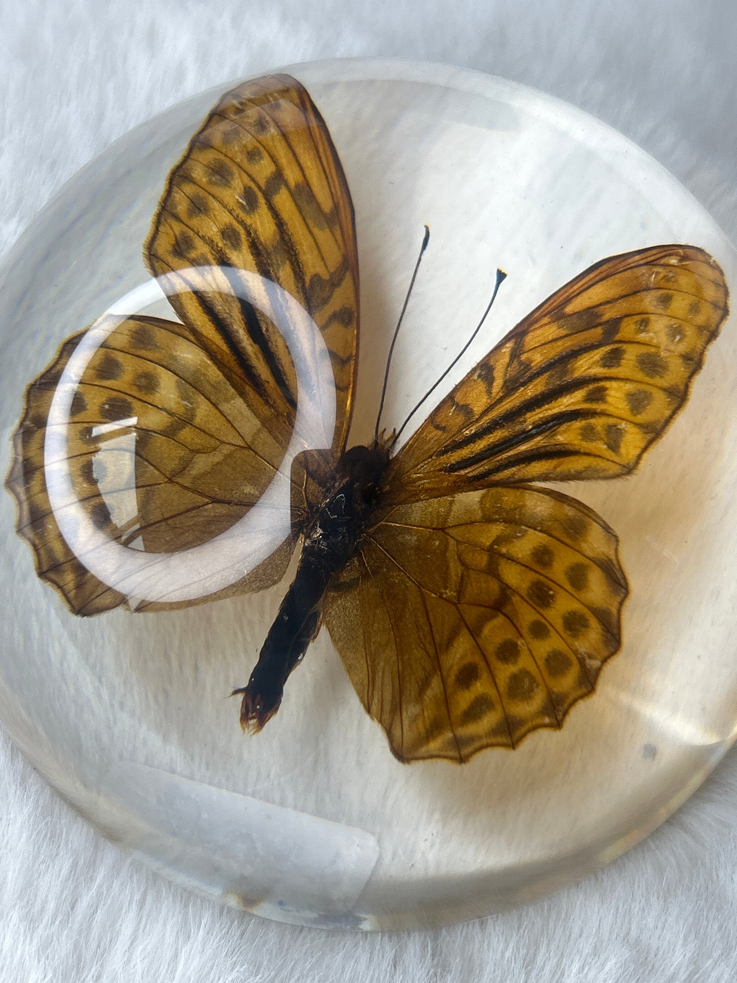 Butterfly Specimen