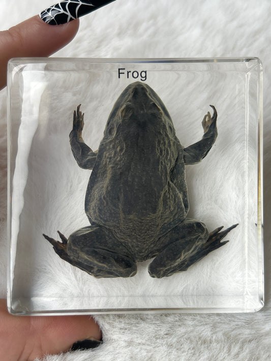 Frog Specimen