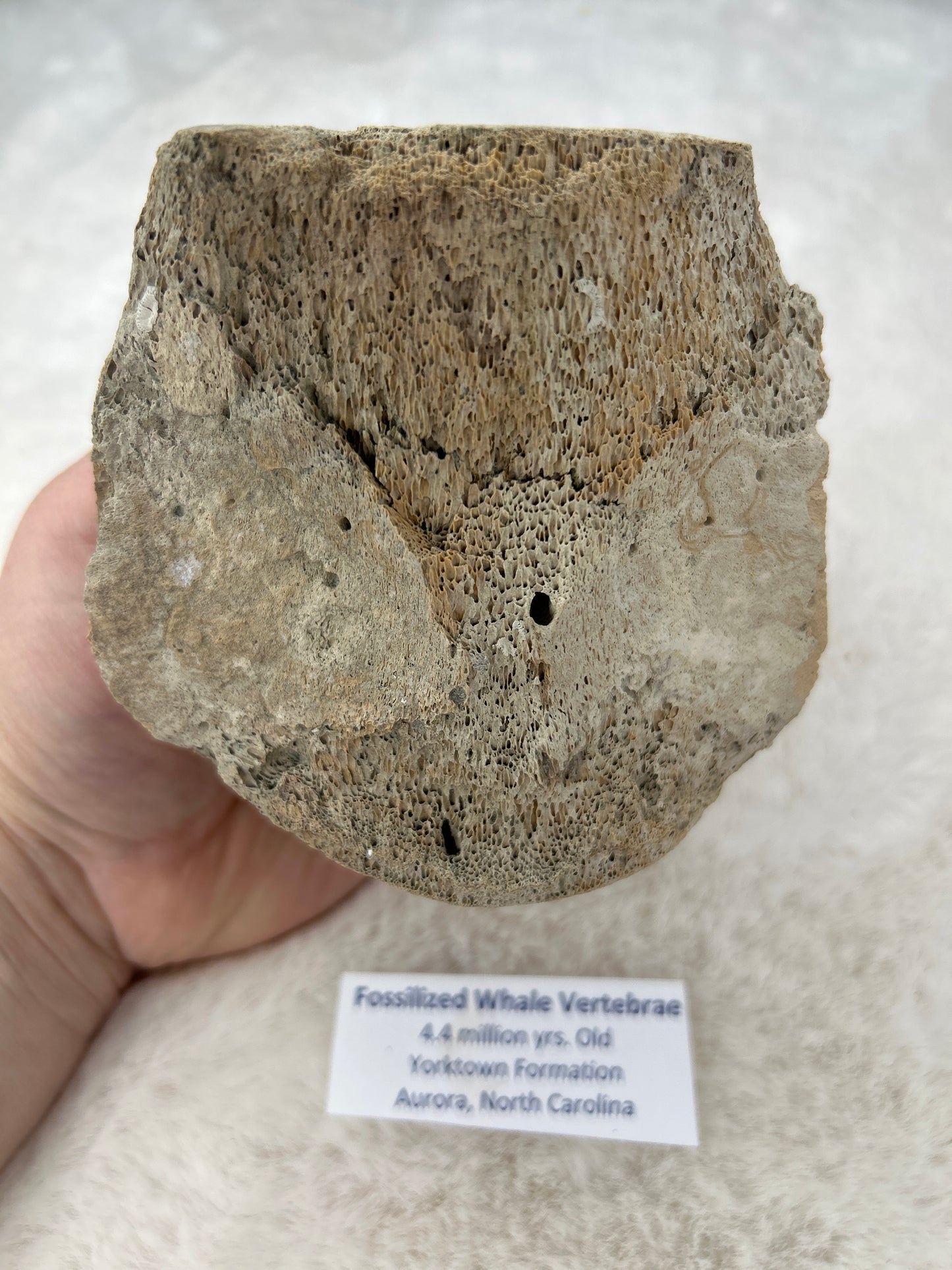 Fossilized Whale Vertebrae