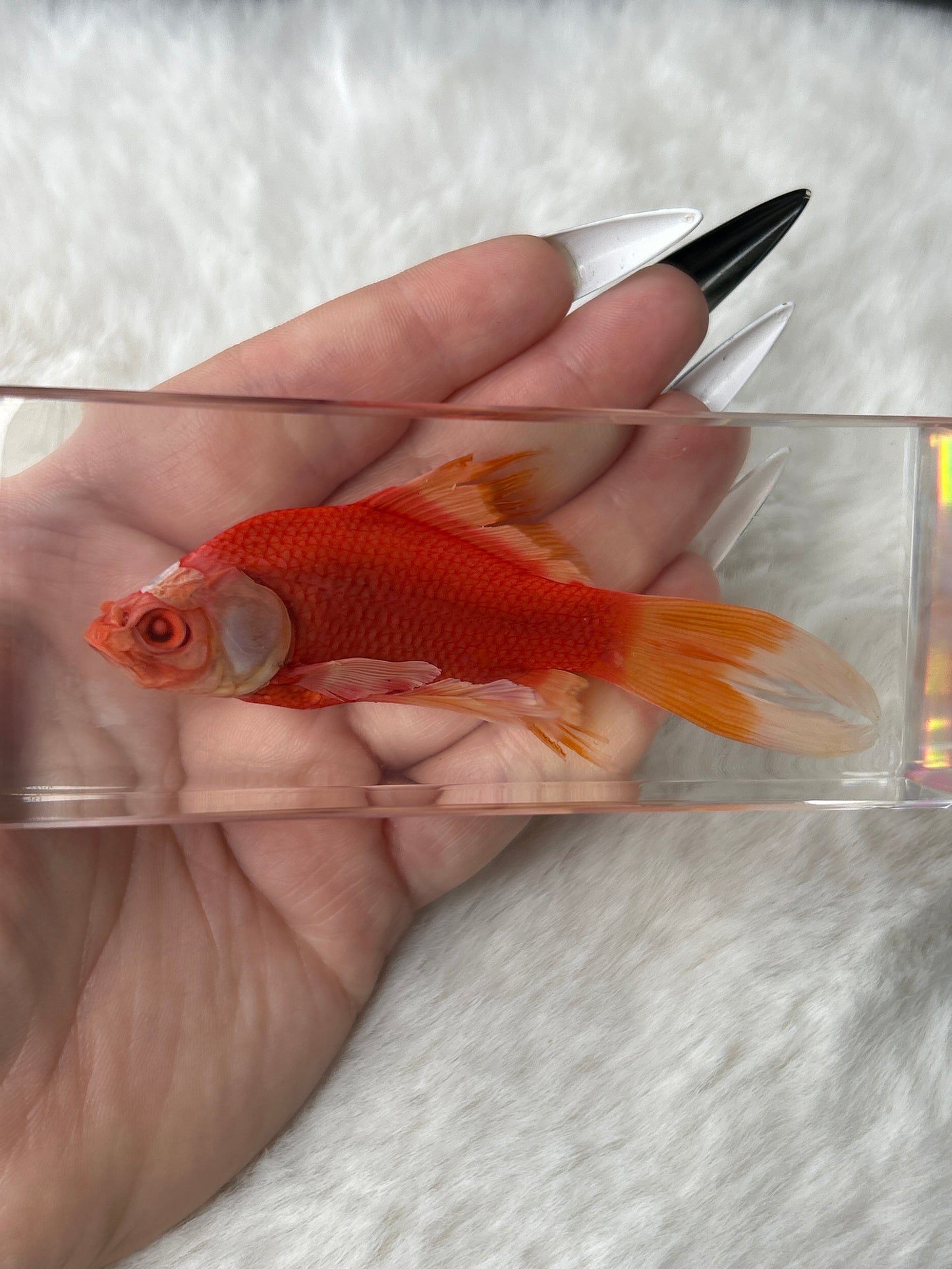 Goldfish Specimen