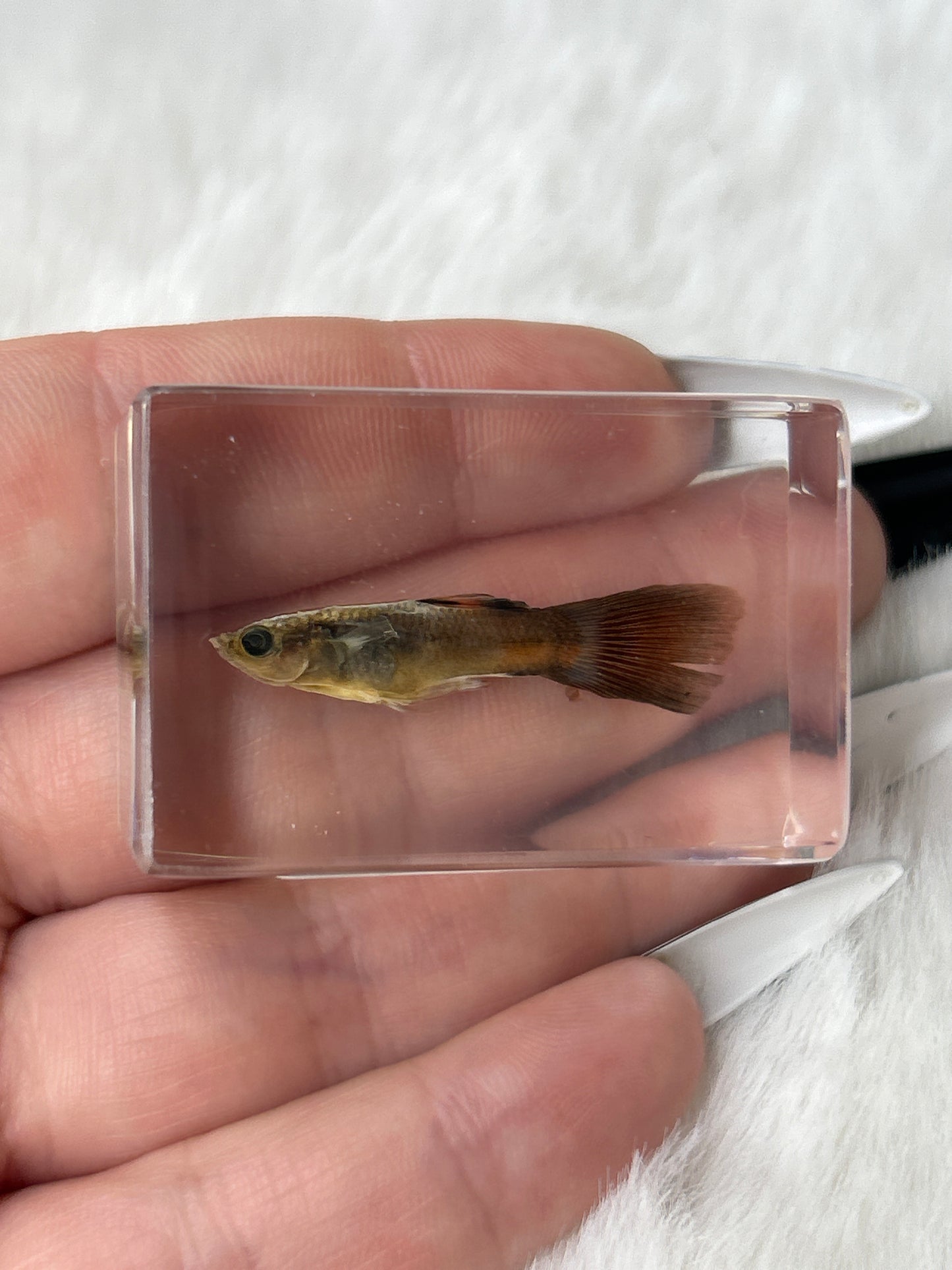 Fish Specimen- “Reginald”