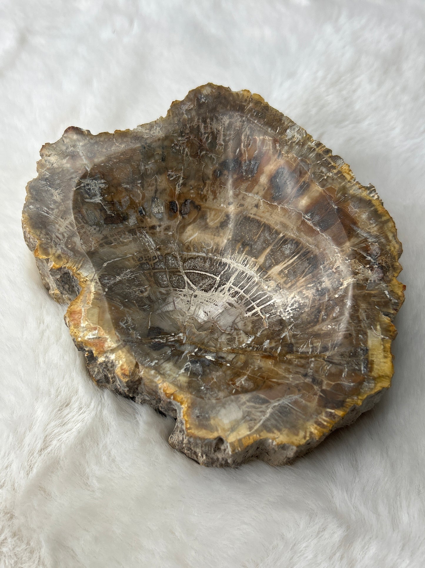 Petrified Wood Bowl