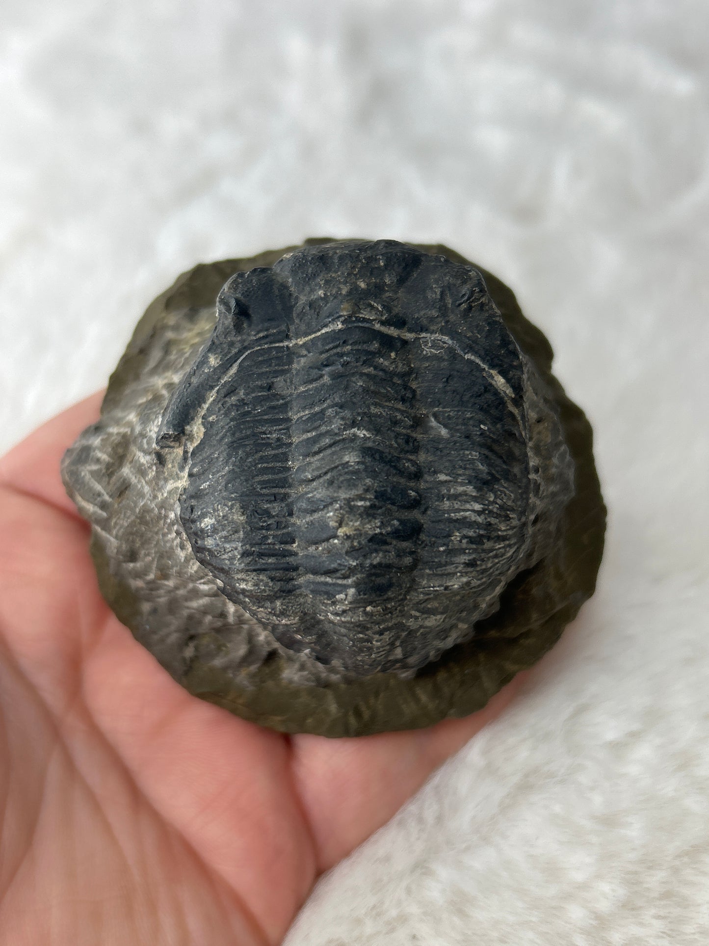 Trilobite Specimen