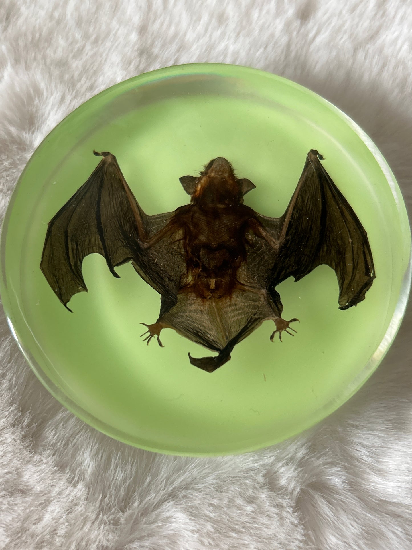 Bat Specimen- Glow in the Dark