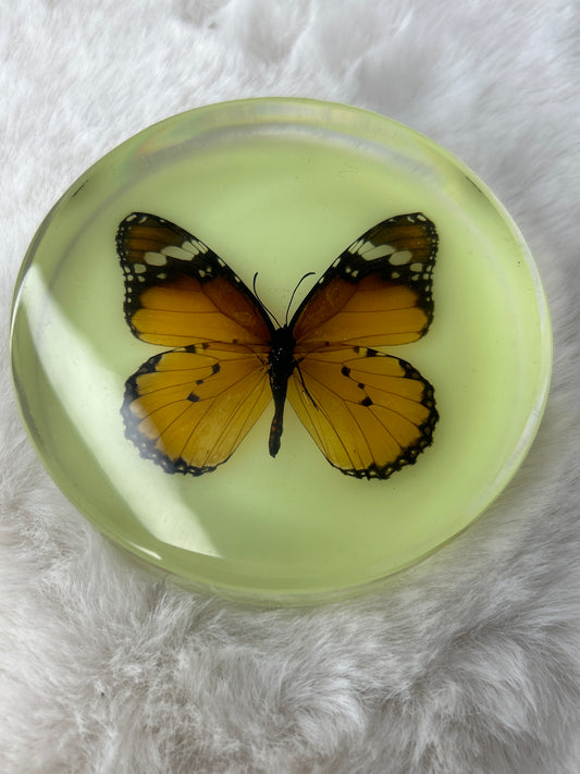 Monarch Butterfly Specimen- Glow in the Dark