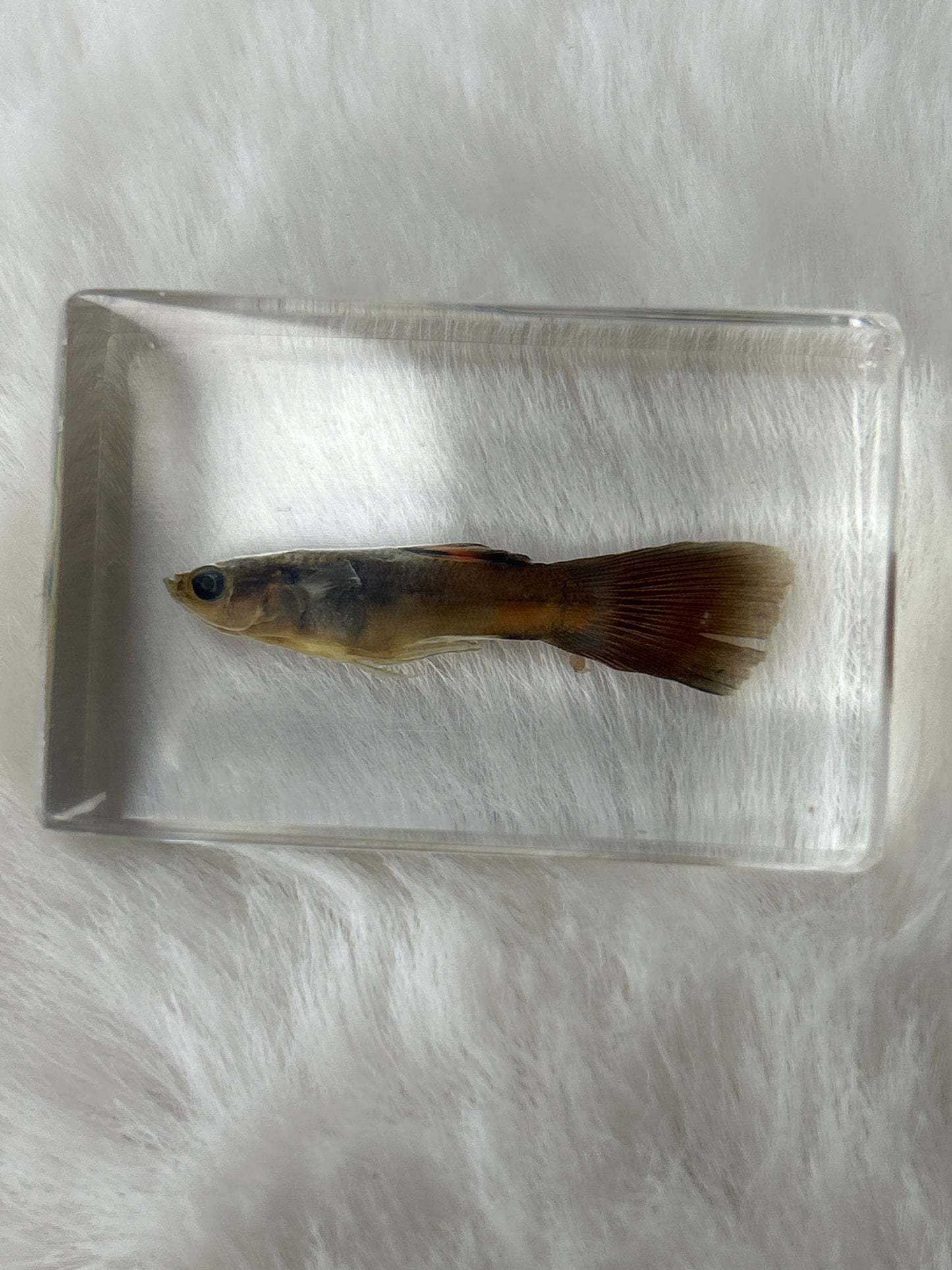 Fish Specimen- “Reginald”