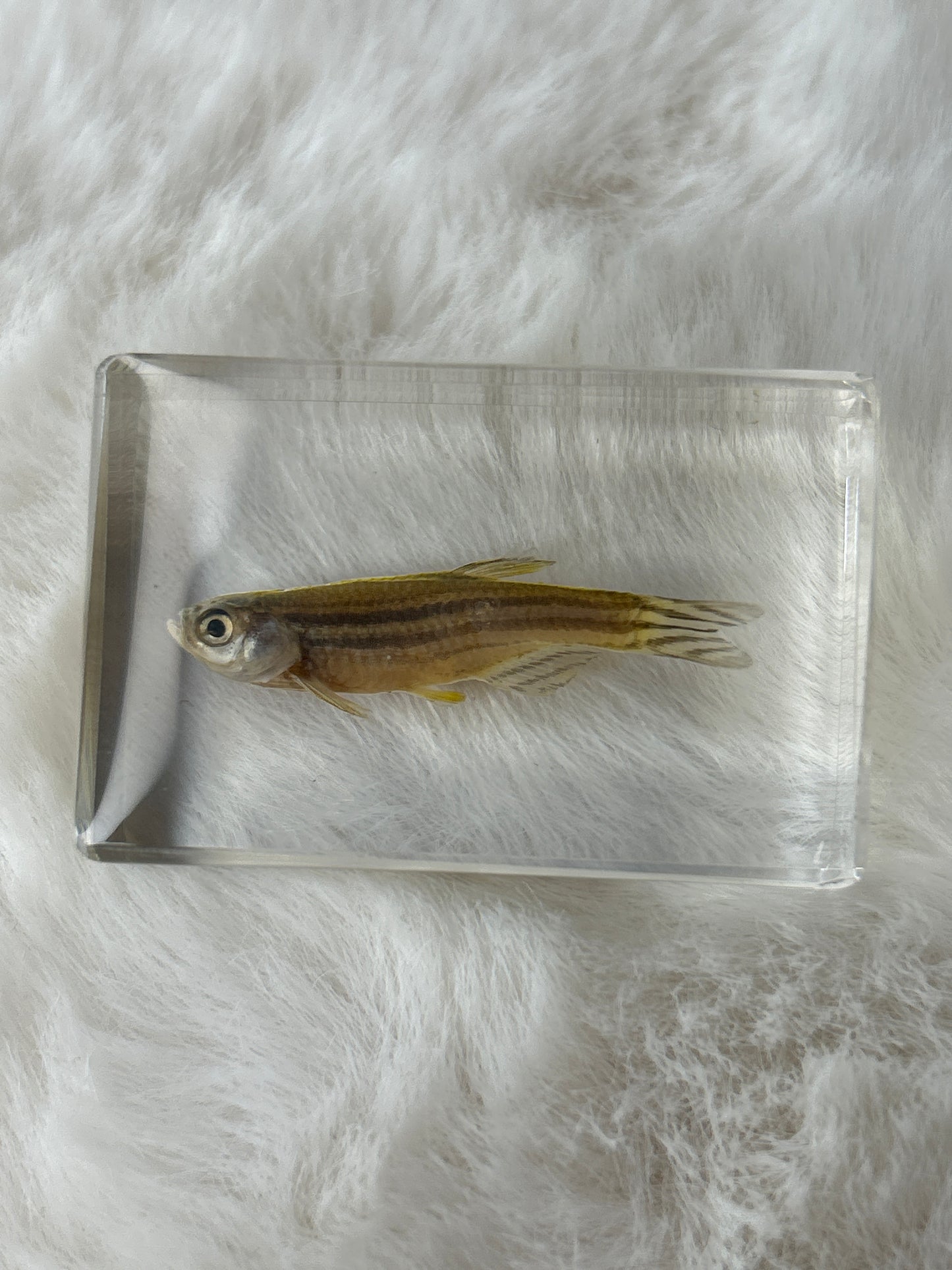 Fish Specimen- “Lenard”