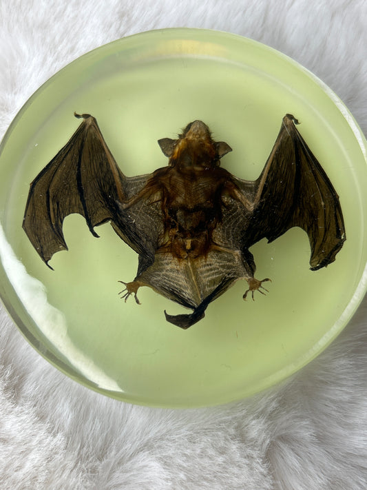 Bat Specimen- Glow in the Dark