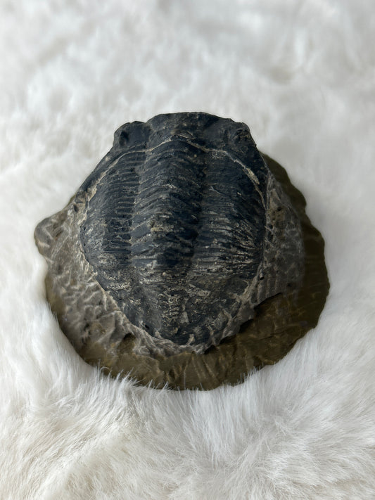 Trilobite Specimen