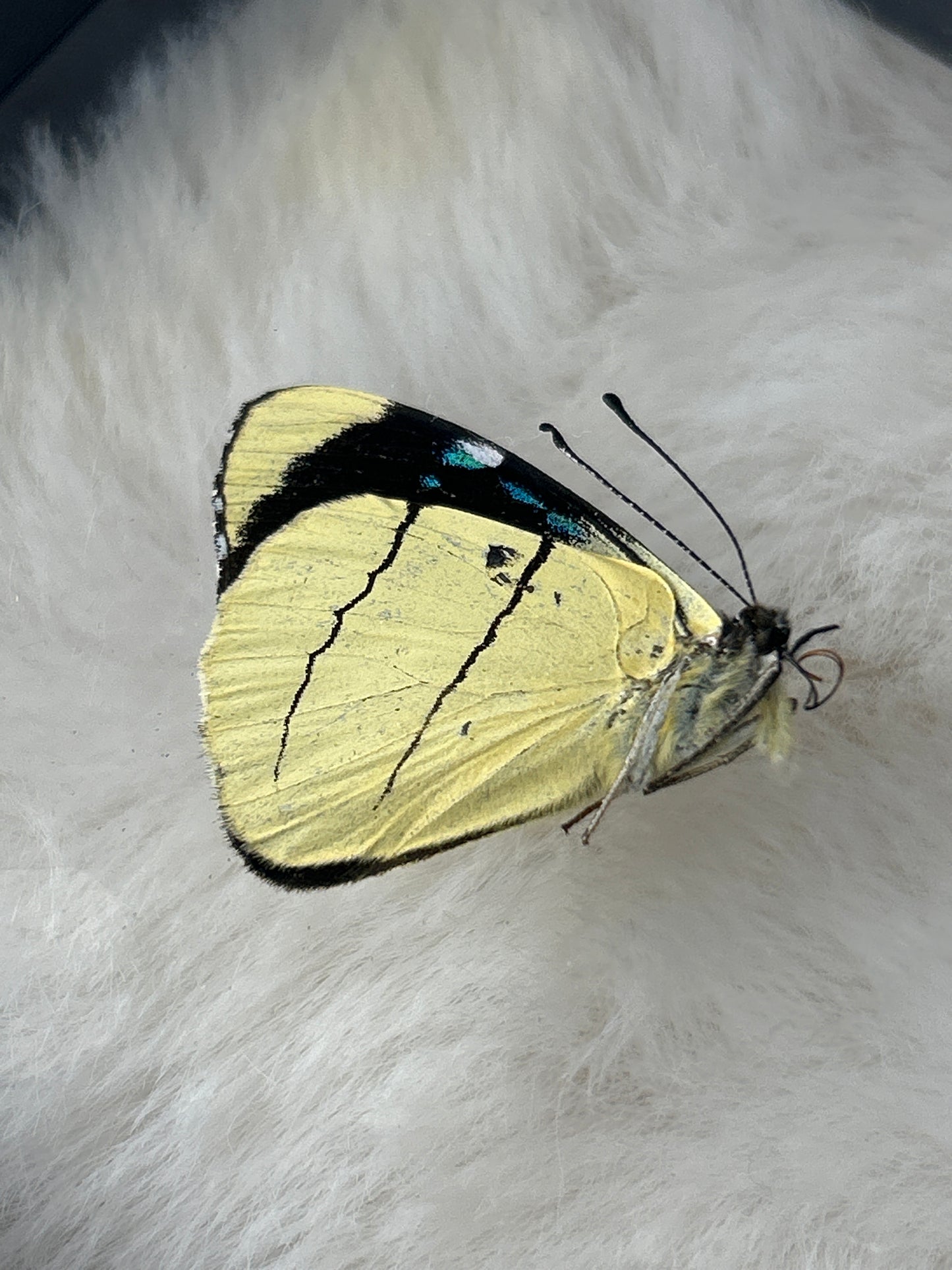 Perisama Opelli